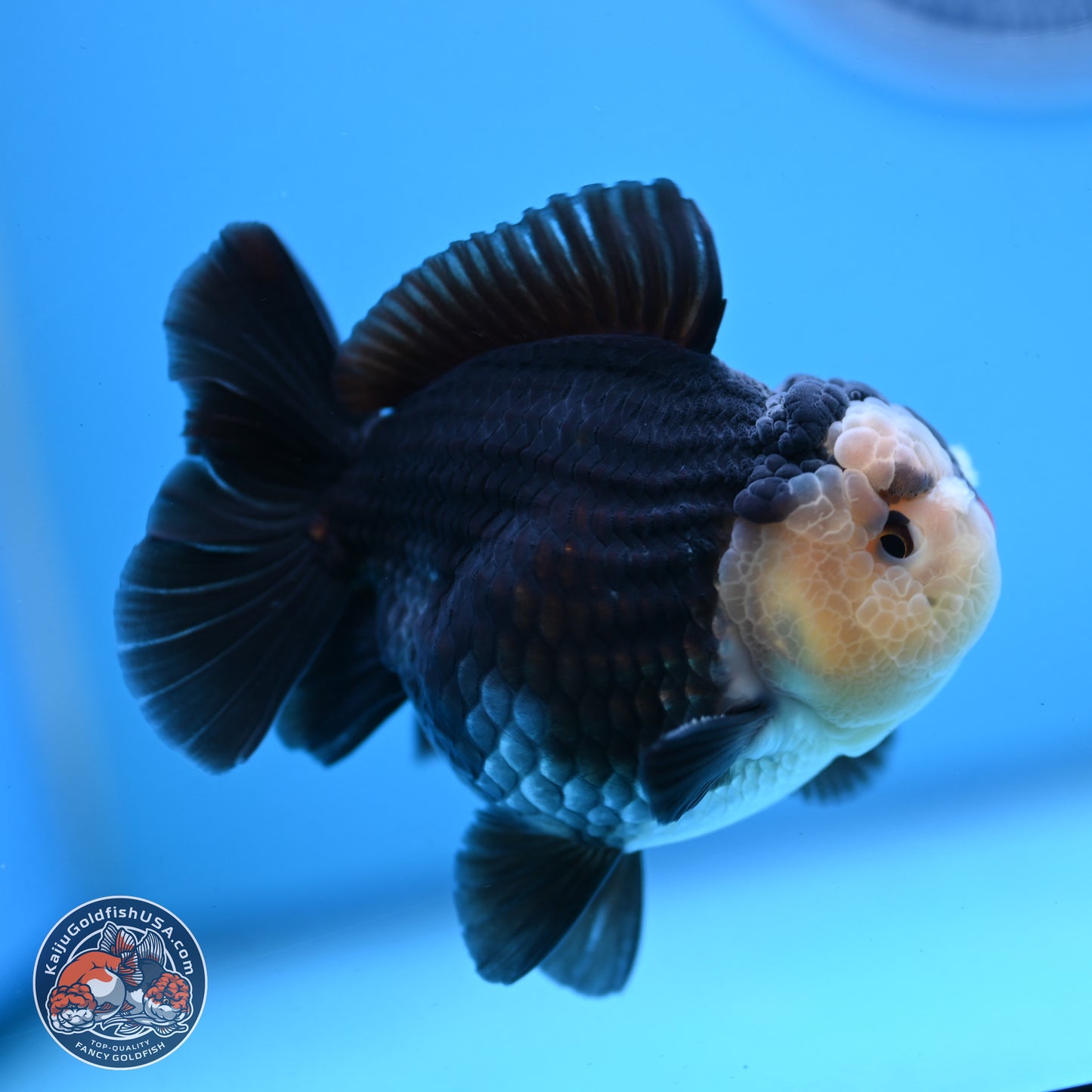 Panda YuanBao Oranda 3.5 inches Body - Male (250103_OR03) - Kaiju Goldfish USA