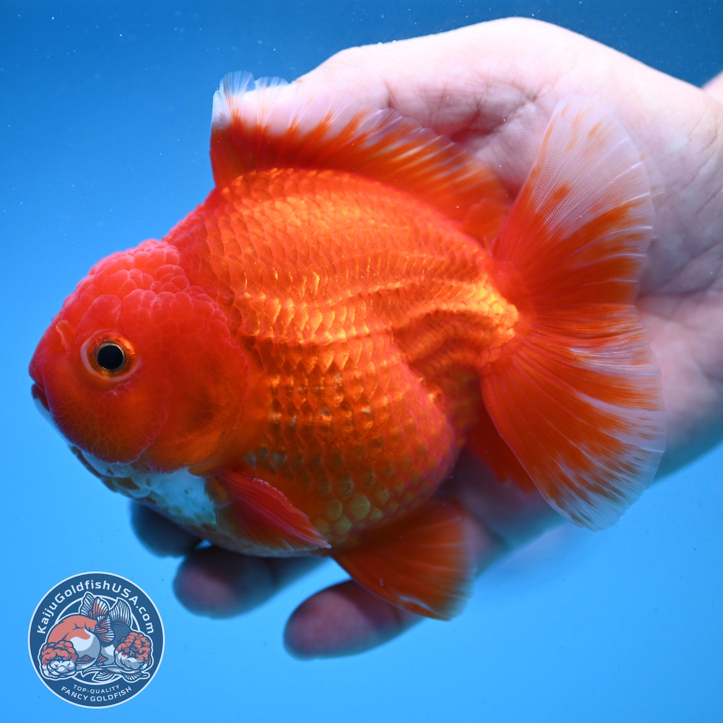 Classic Red YuanBao Oranda 4 inch Body (250926_OR03)