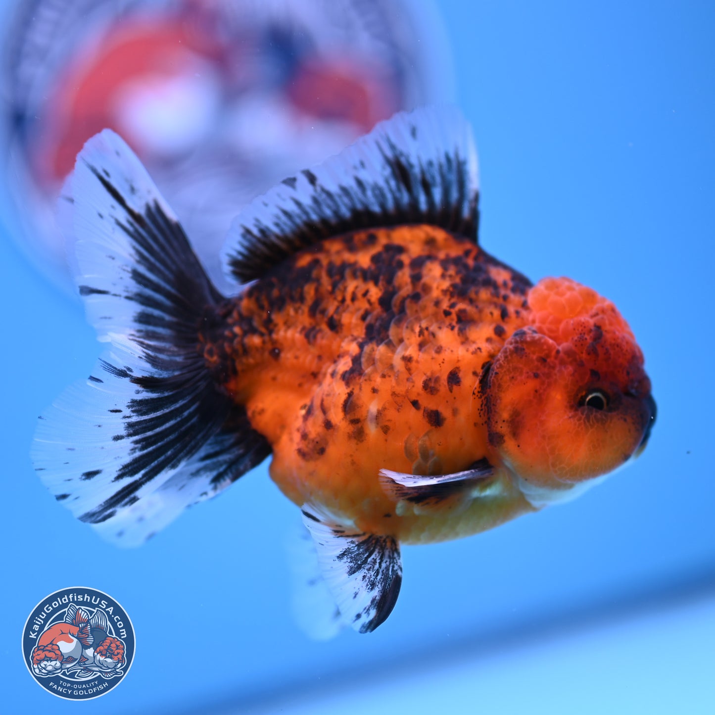 Shogun Tiger Rose Tail Oranda 3.5in Body (240816_OR03) - Kaiju Goldfish USA