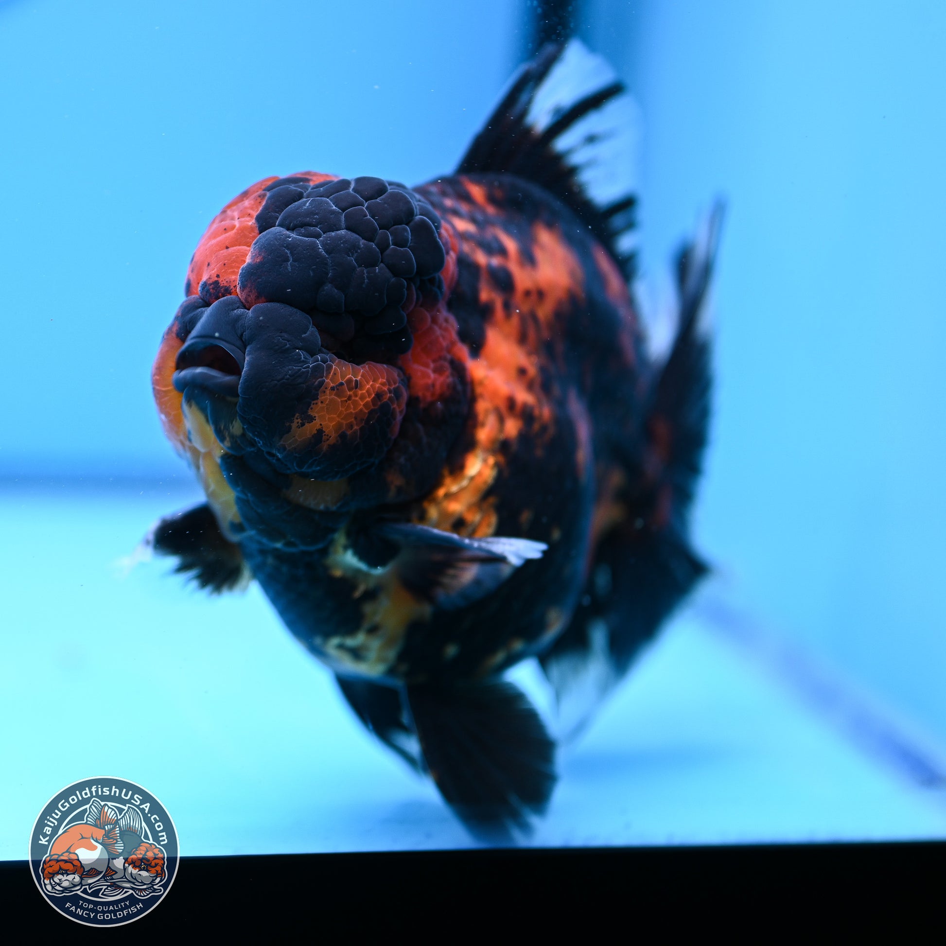 Jumbo Shogun Godzilla Tiger Rose Tail Oranda 5.2in Body (240823_OR3)- Overnight shipping only - Kaiju Goldfish USA