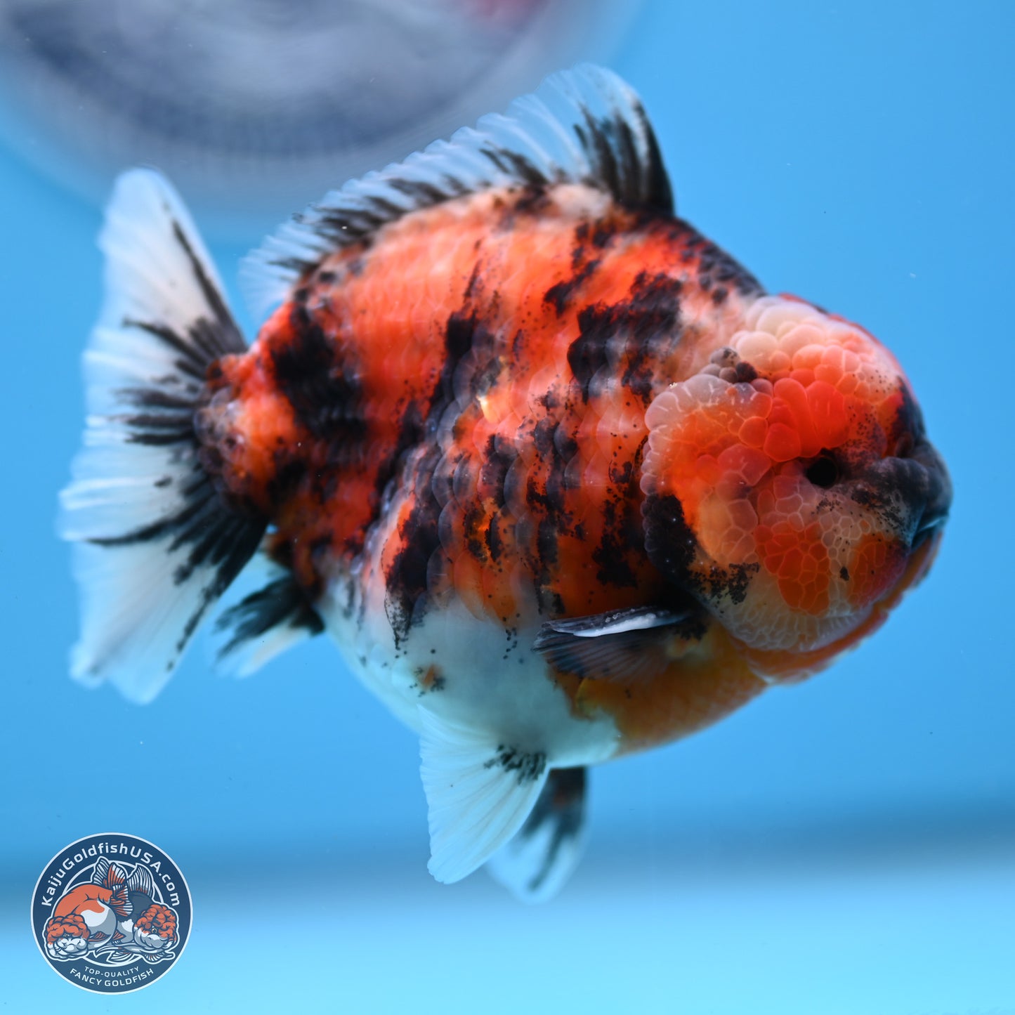 Tricolor Tiger YuanBao Oranda 3.5 inches Body - Male (250307_OR03)