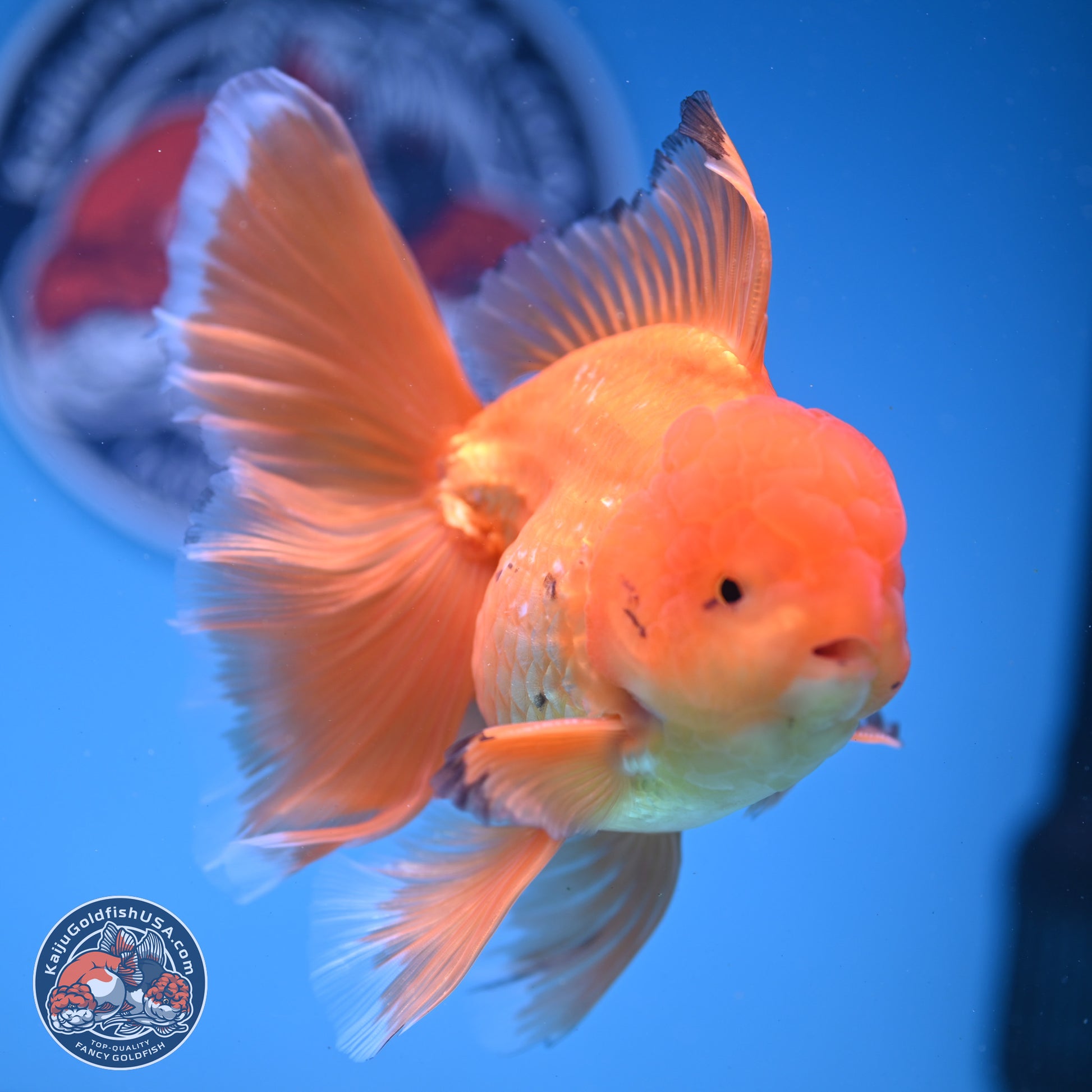 Classic Red Orchid Tail Oranda 4-6 inches (240913_OR03) - Kaiju Goldfish USA