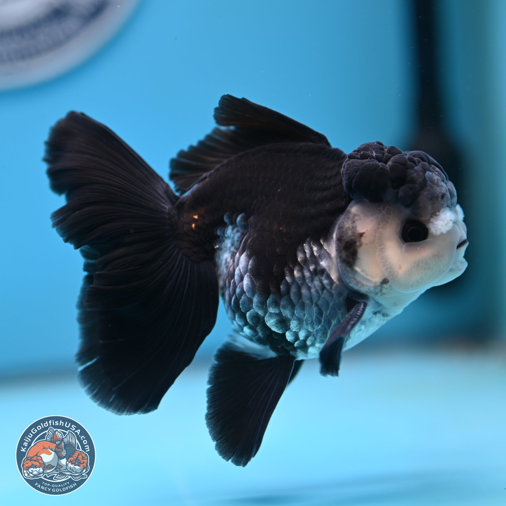 Panda Butterfly Tail Oranda 4.75 inches (241025_OR03) - Kaiju Goldfish USA