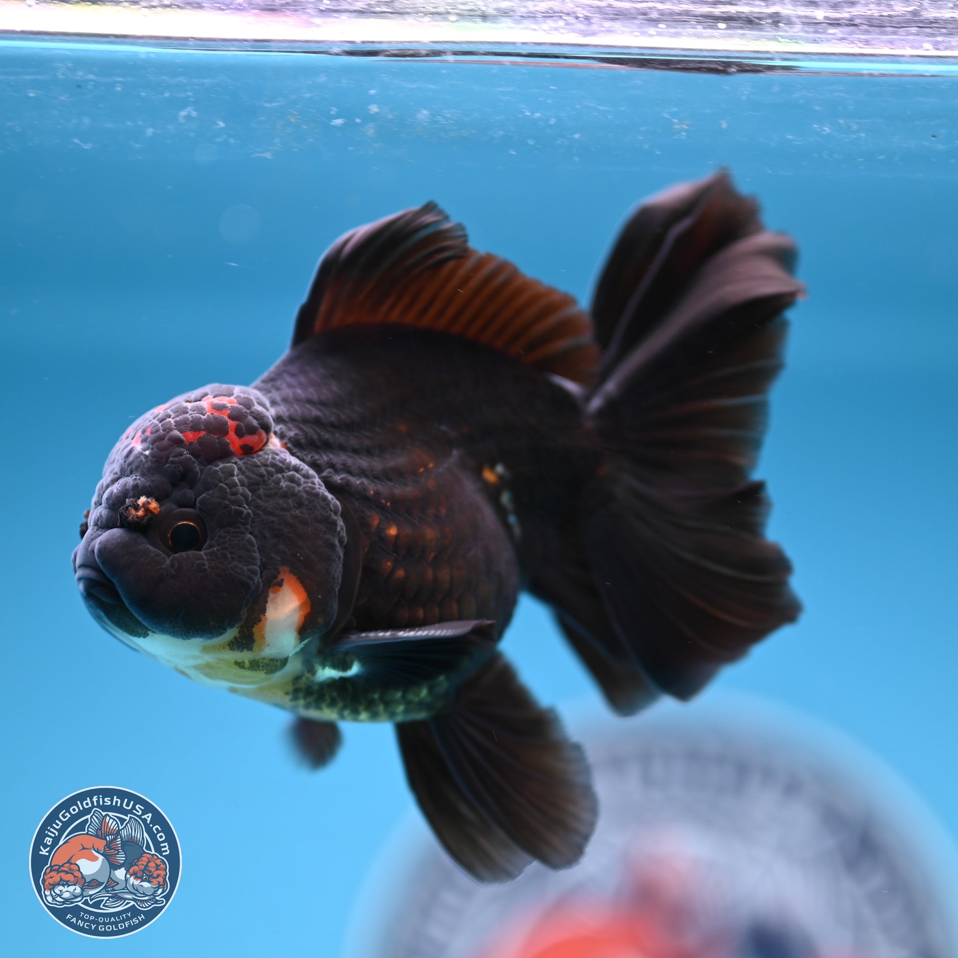 Tricolor Rose Tail Oranda 3.5-4.5 inches (240927_OR3) - Kaiju Goldfish USA