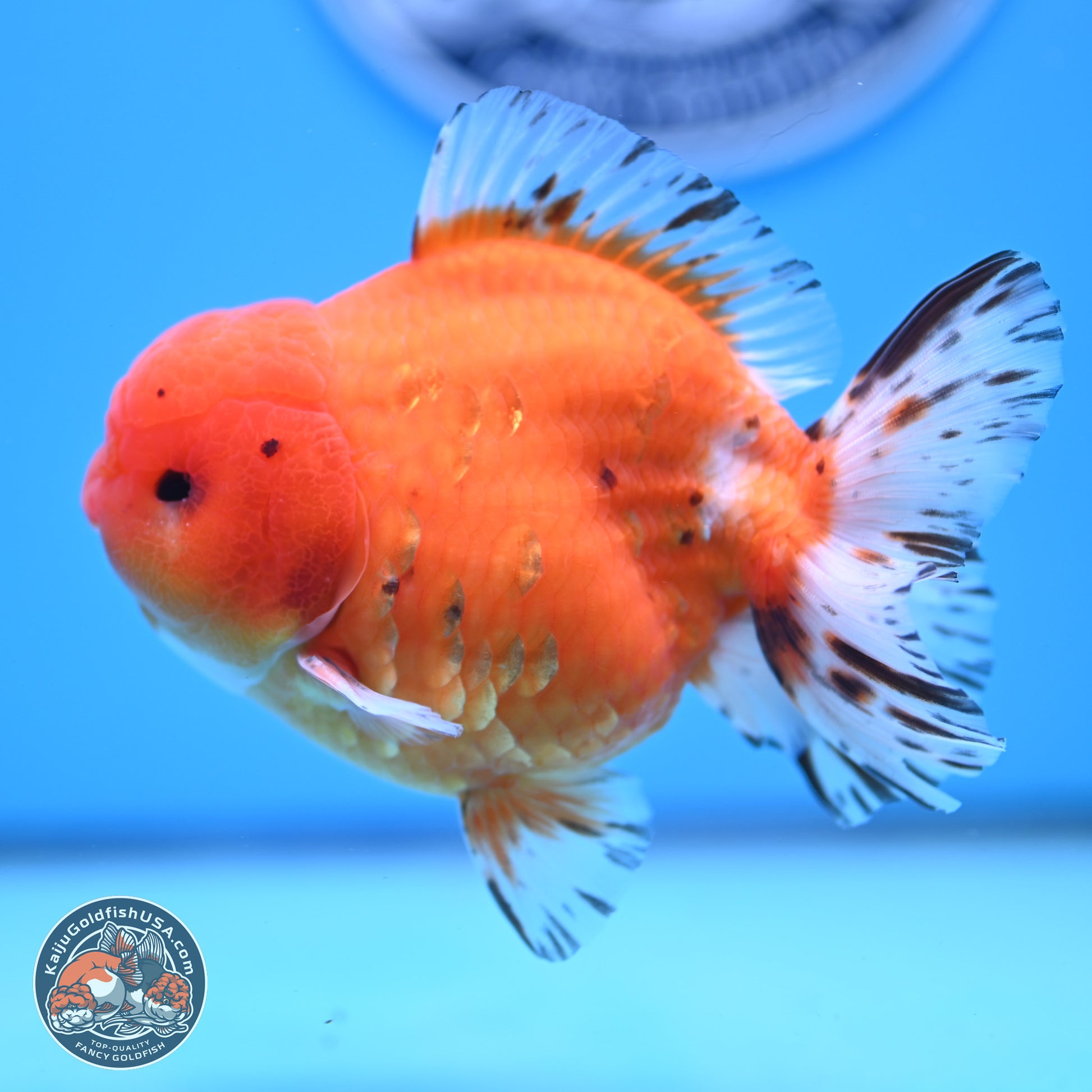 Shogun Tricolor Sakura Oranda 4.5-5 inches (241004_OR03) - Kaiju Goldfish USA