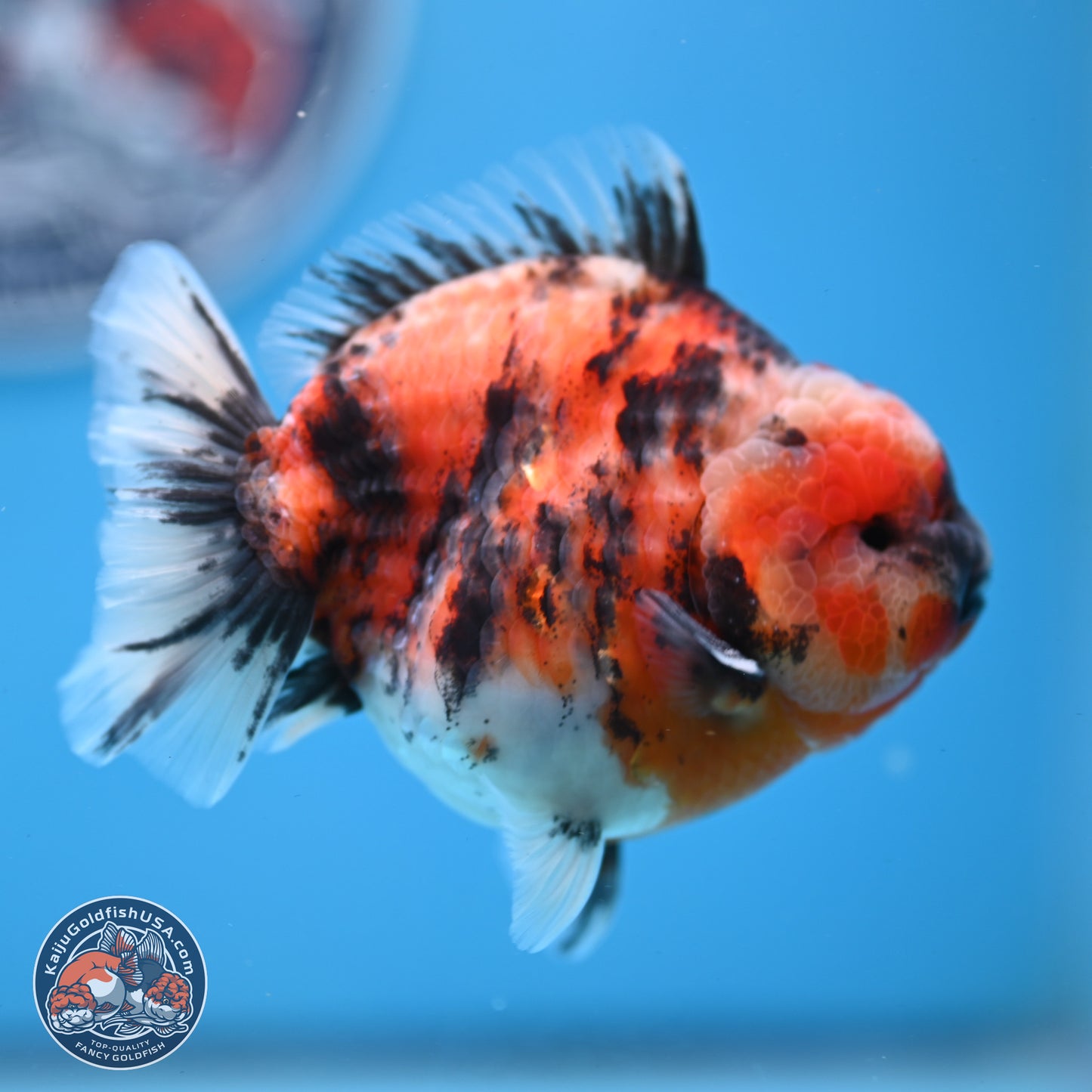Tricolor Tiger YuanBao Oranda 3.5 inches Body - Male (250307_OR03)
