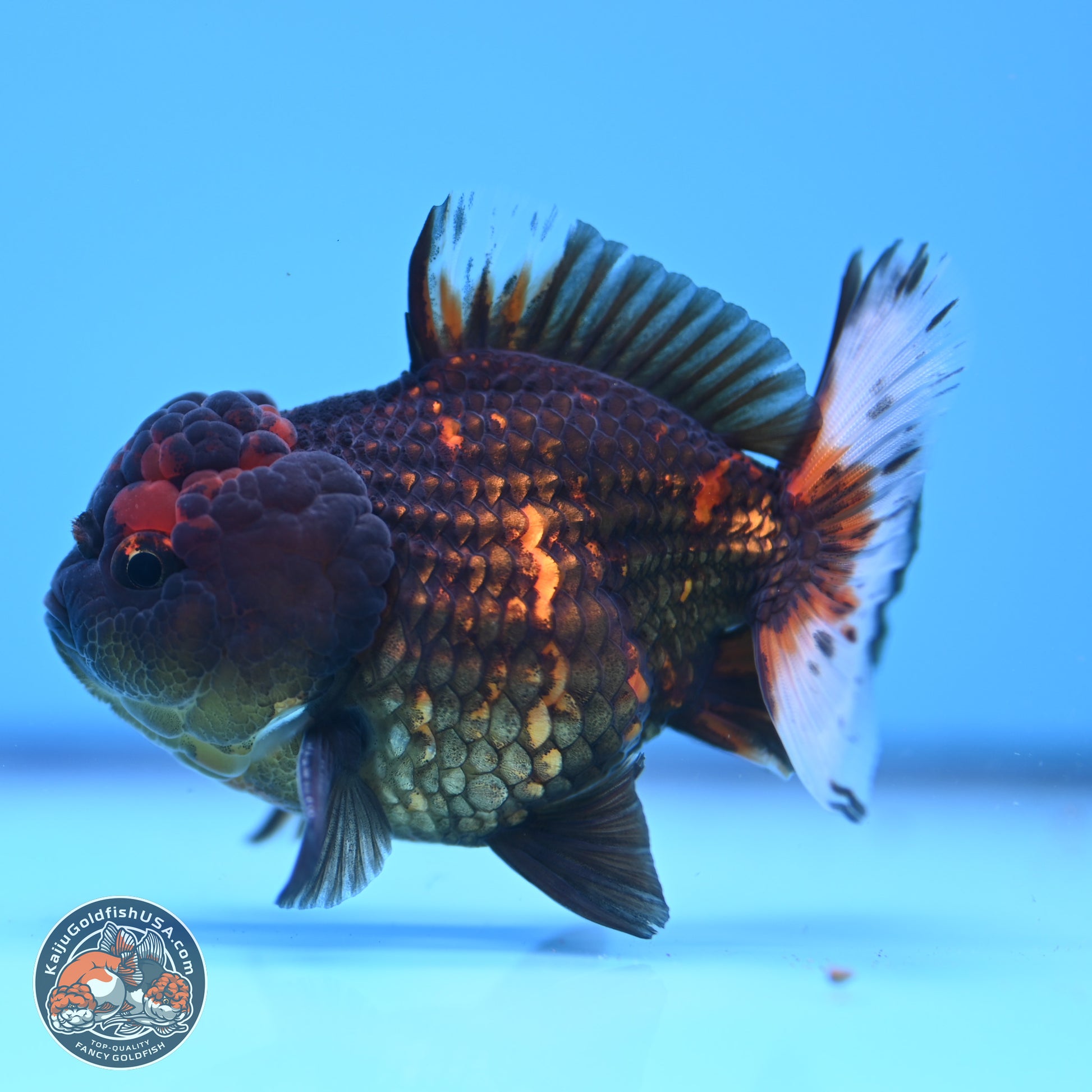 Heavy Ink Tiger YuanBao Oranda 3in Body (240830_OR03) - Kaiju Goldfish USA