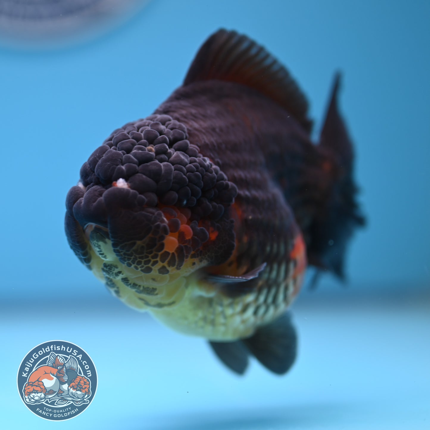 Oranda inch Body (250812_OR07)