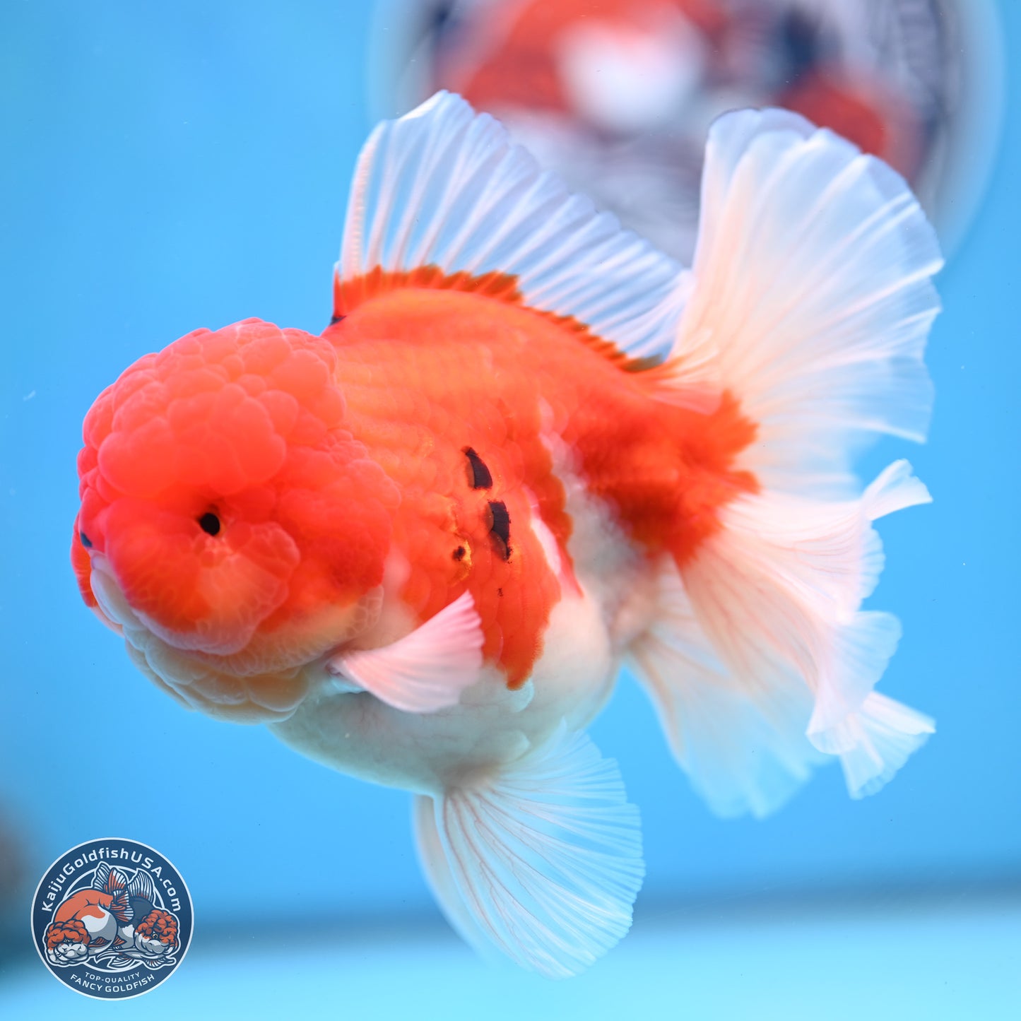Tricolor Sakura Rose Tail Oranda 3.5 inches Body - Male (250228_OR03)