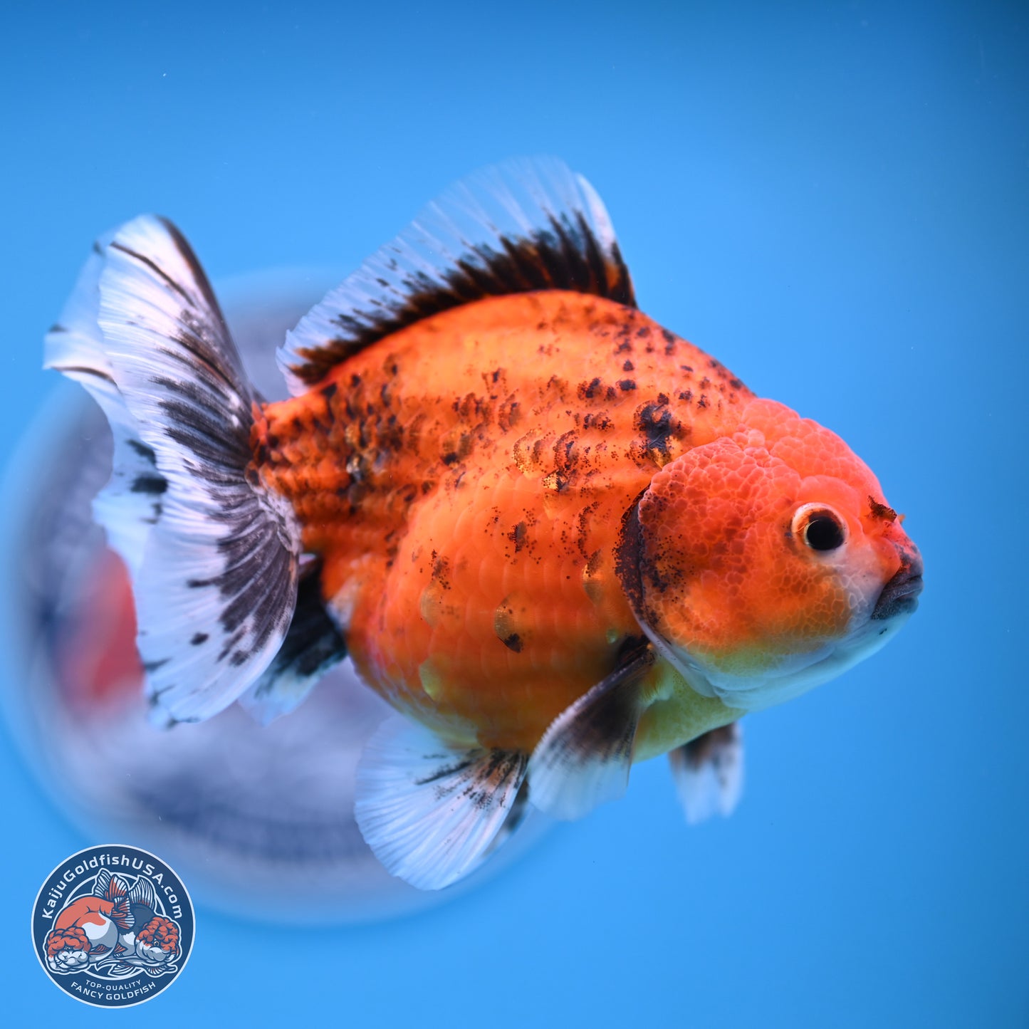 Shogun Tiger Oranda 4-5 in (241011_OR03) - Kaiju Goldfish USA