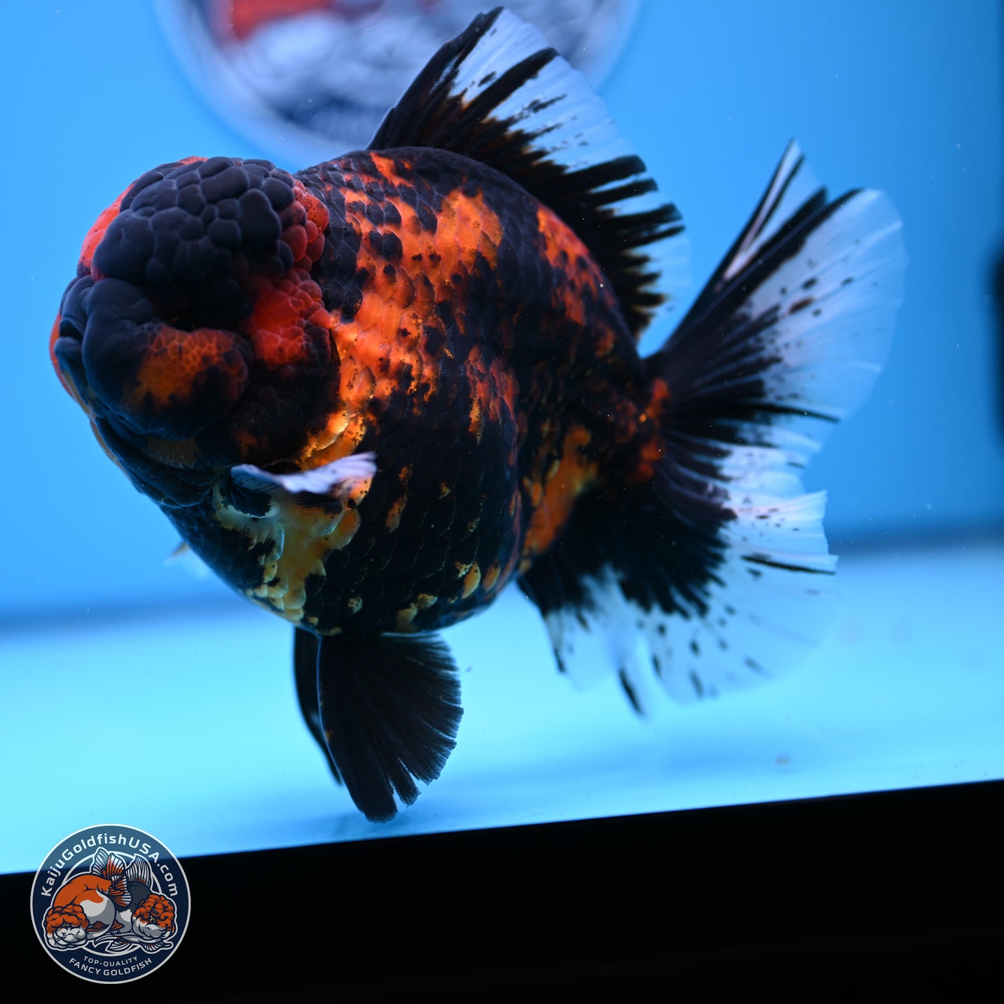 Jumbo Shogun Godzilla Tiger Rose Tail Oranda 5.2in Body (240823_OR3)- Overnight shipping only - Kaiju Goldfish USA