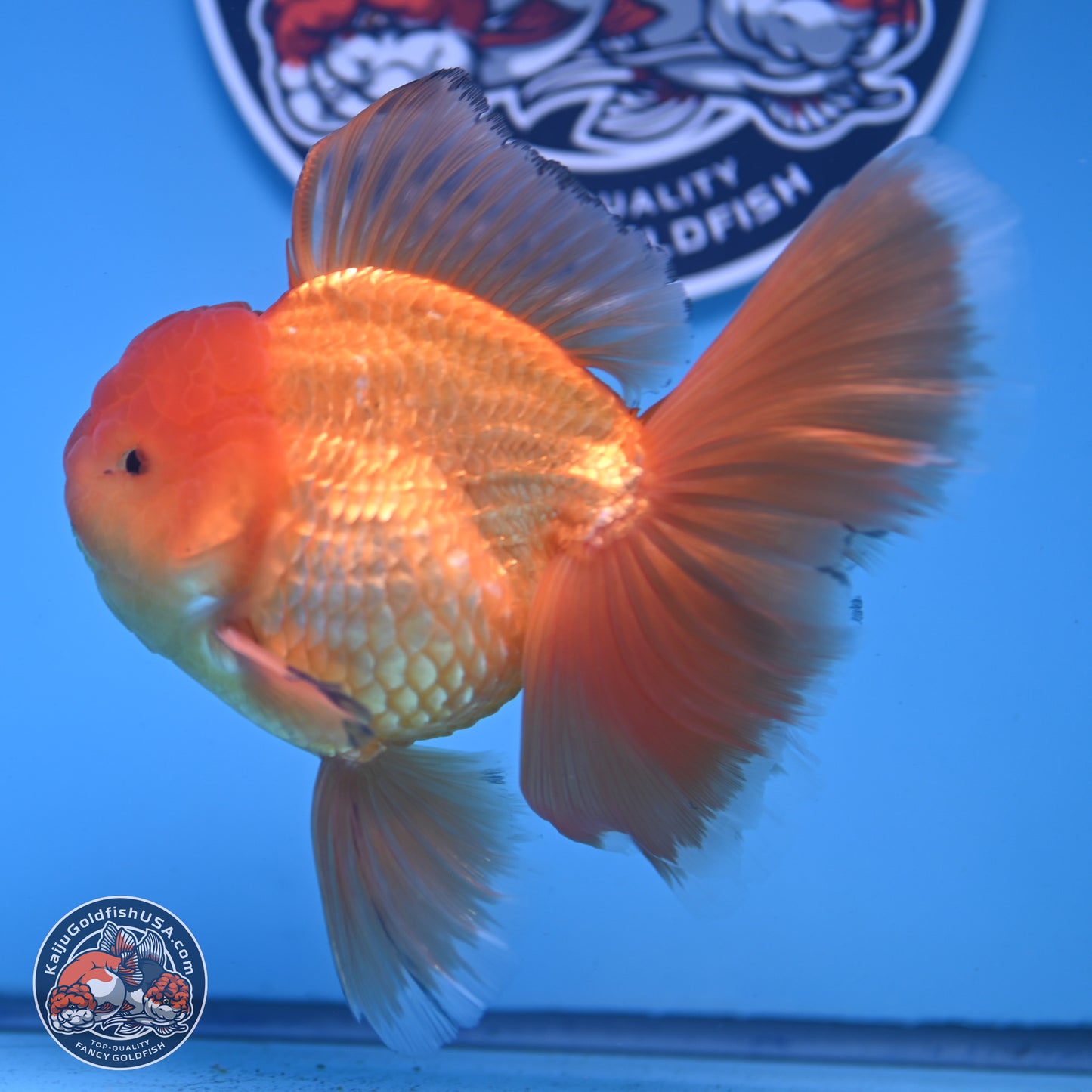 Classic Red Orchid Tail Oranda 4-6 inches (240913_OR03) - Kaiju Goldfish USA