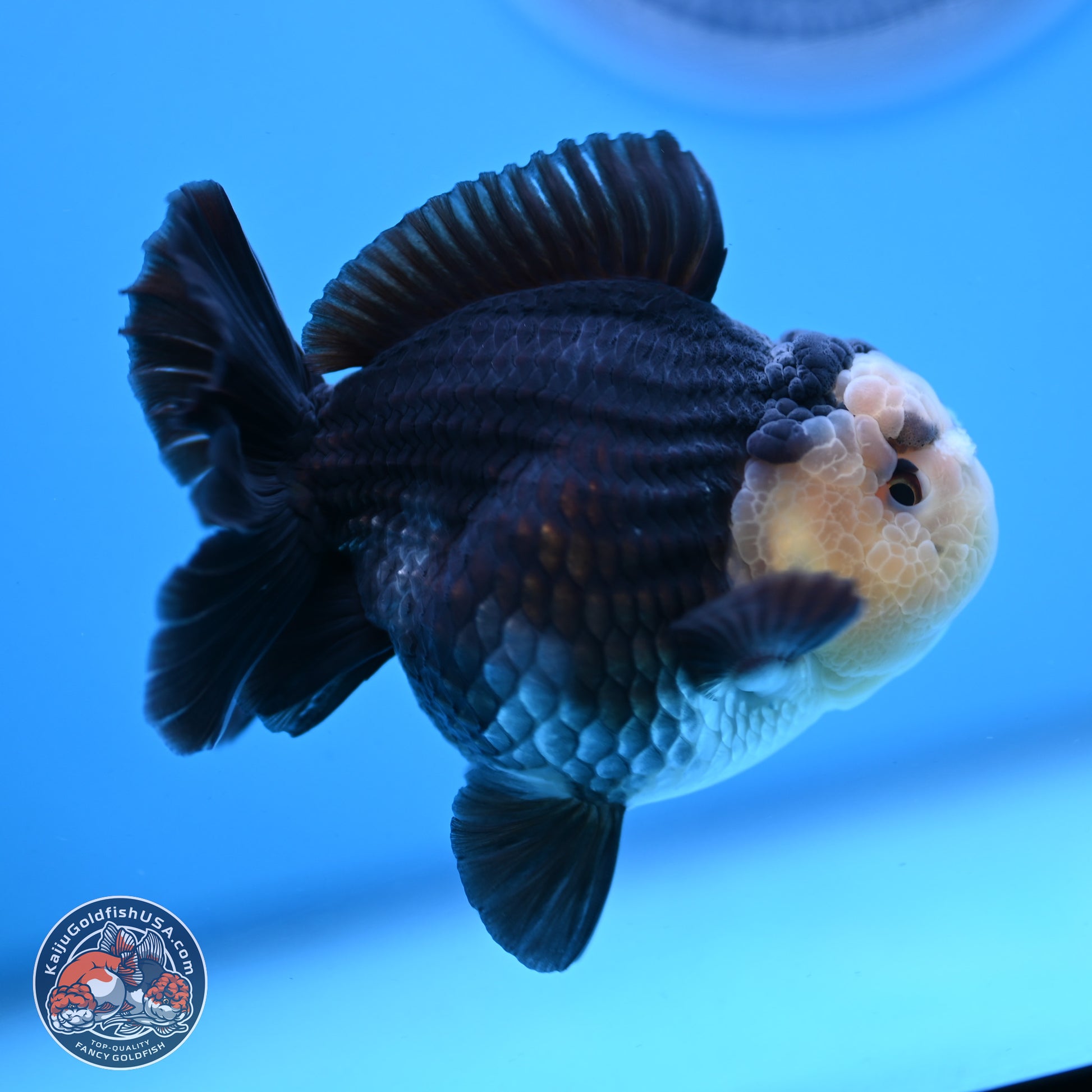 Panda YuanBao Oranda 3.5 inches Body - Male (250103_OR03) - Kaiju Goldfish USA