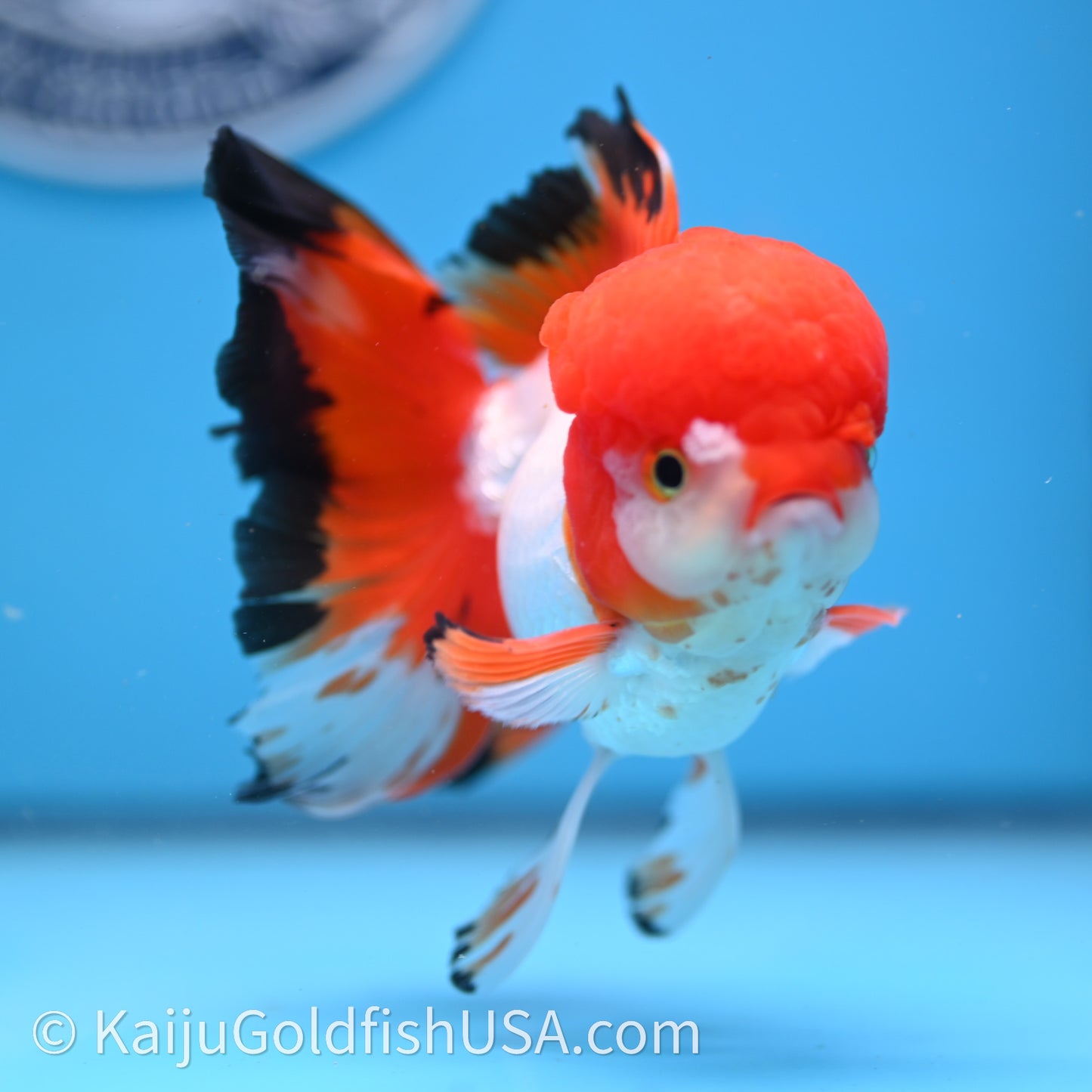 Tricolor Rose Tail Oranda 3.5in body (240726_OR03) - Kaiju Goldfish USA