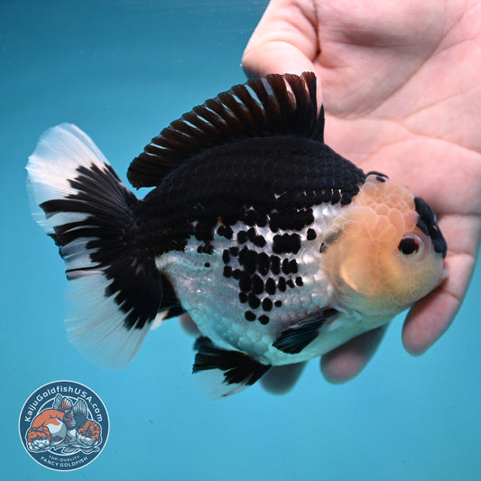 Panda Oranda 4.5 inch Body (250919_OR03)