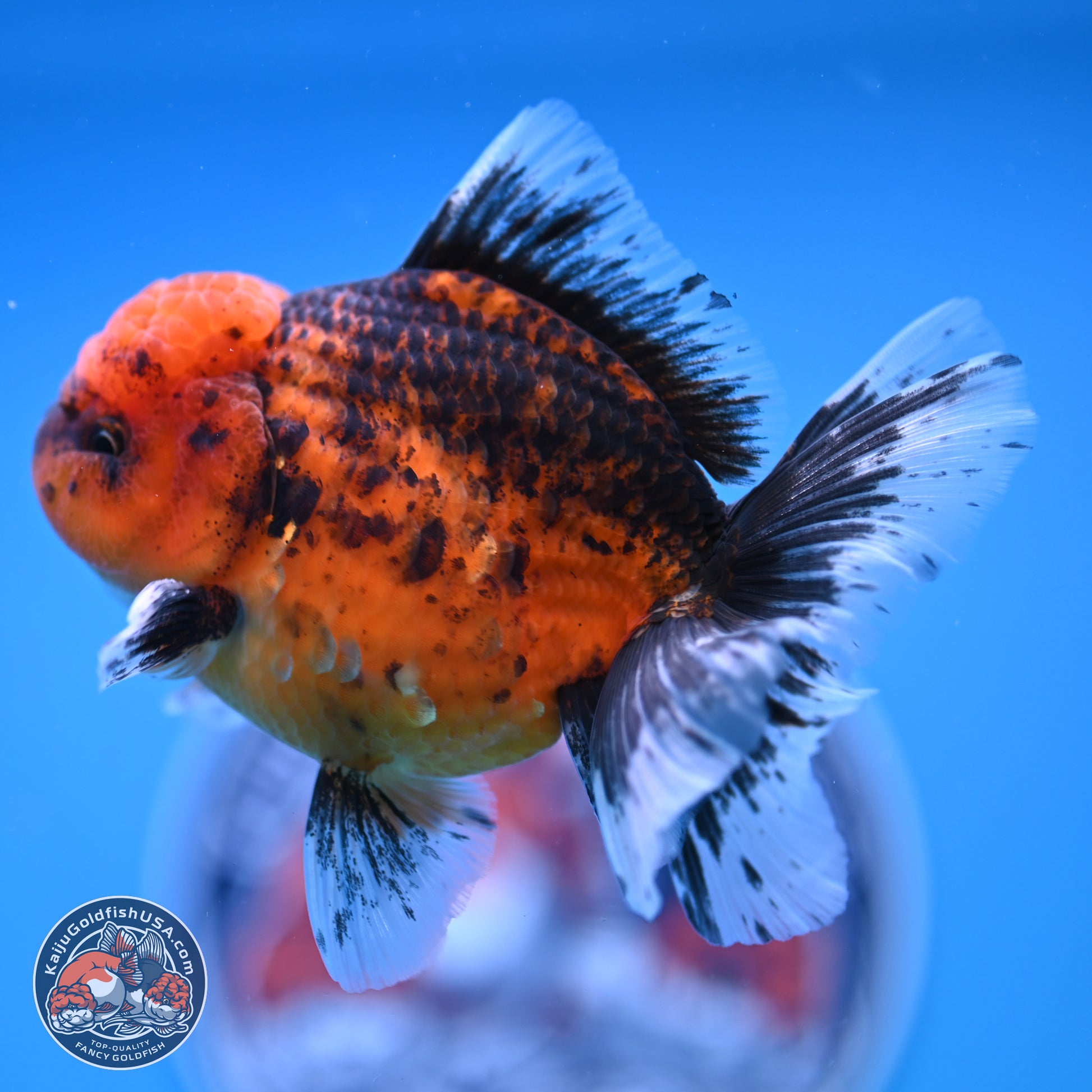 Shogun Tiger Rose Tail Oranda 3.5in Body (240816_OR03) - Kaiju Goldfish USA