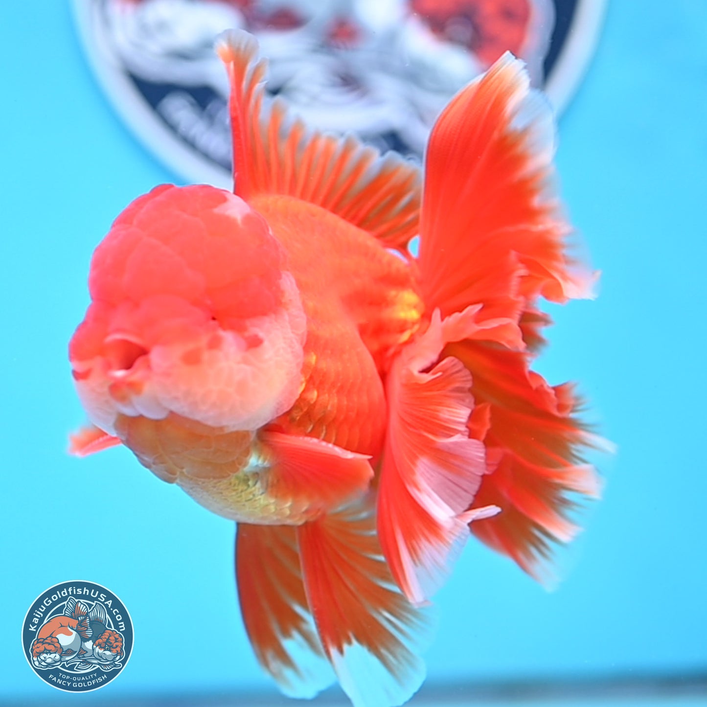 Red White Orchid Tail Oranda 4 inches Body - Male (250314_OR03)