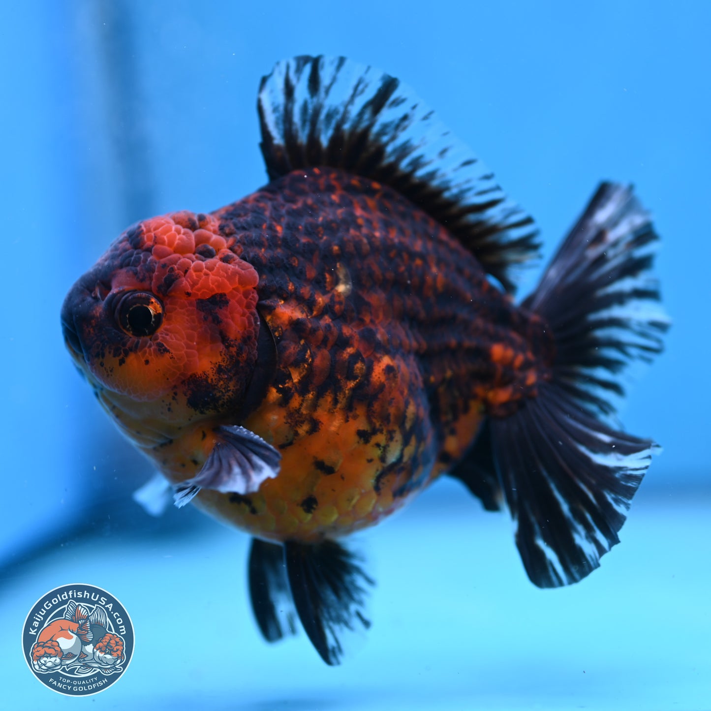 Tiger Broad Tail Oranda 5 inches - Male (241115_OR03) - Kaiju Goldfish USA