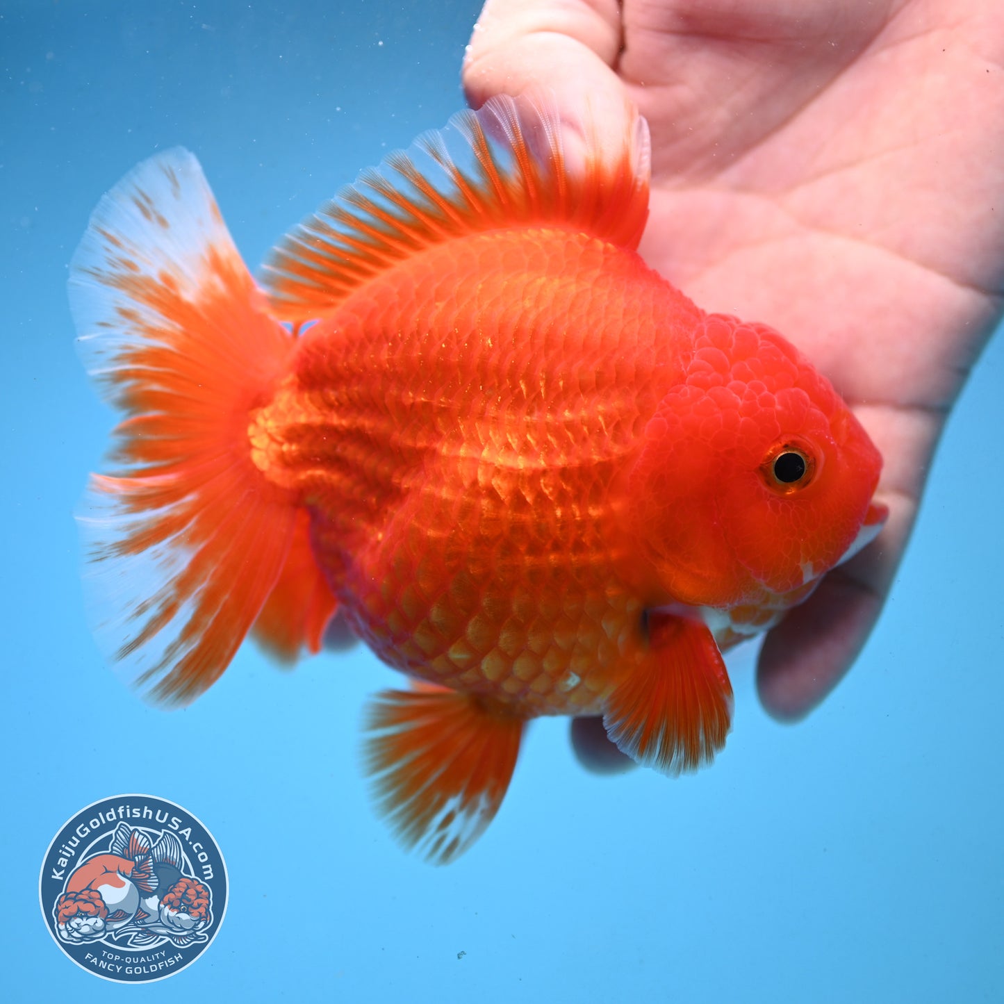 Classic Red YuanBao Oranda 4 inch Body (250926_OR03)
