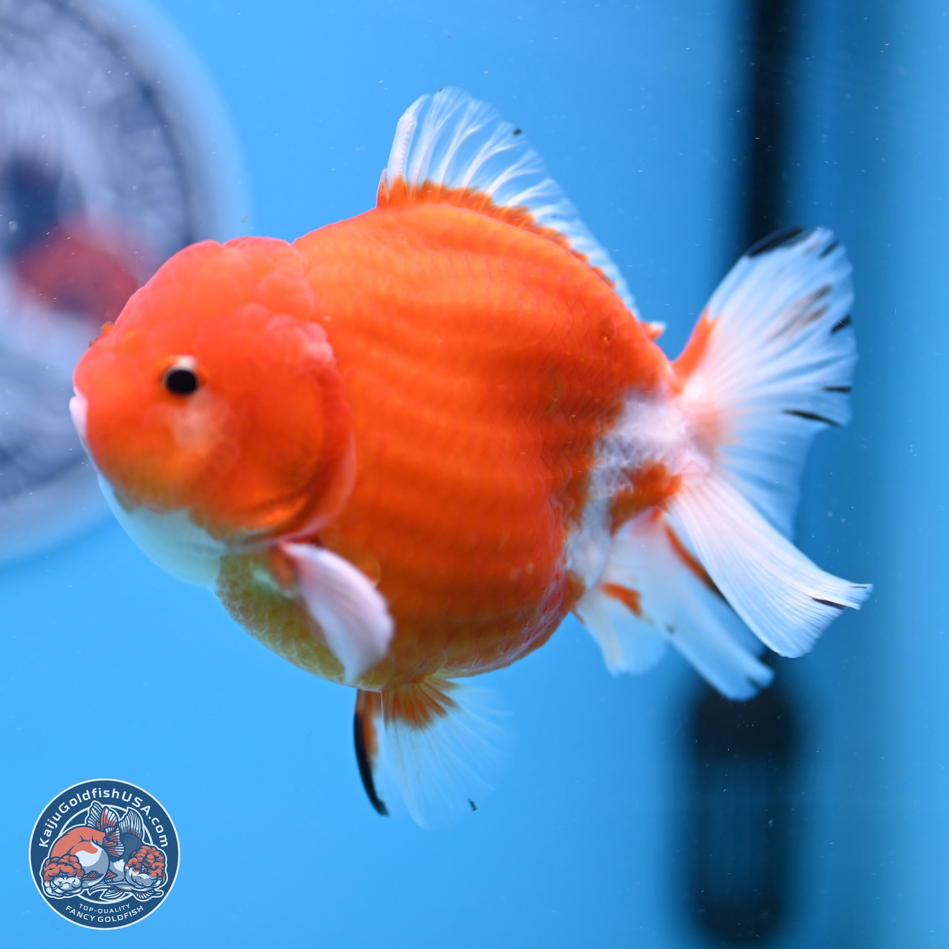 Shogun Sakura YuanBao Oranda 3.75in Body (240802_OR03) - Kaiju Goldfish USA