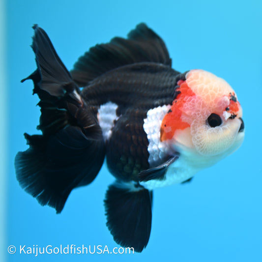 Orchid Tail Tricolor Oranda 3.5in body (240607_OR03) - Kaiju Goldfish USA