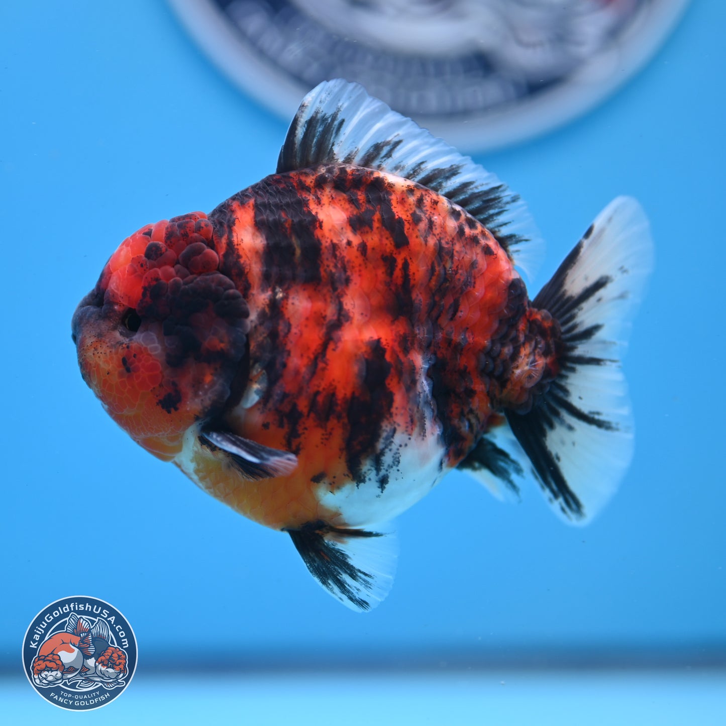 Tricolor Tiger YuanBao Oranda 3.5 inches Body - Male (250307_OR03)