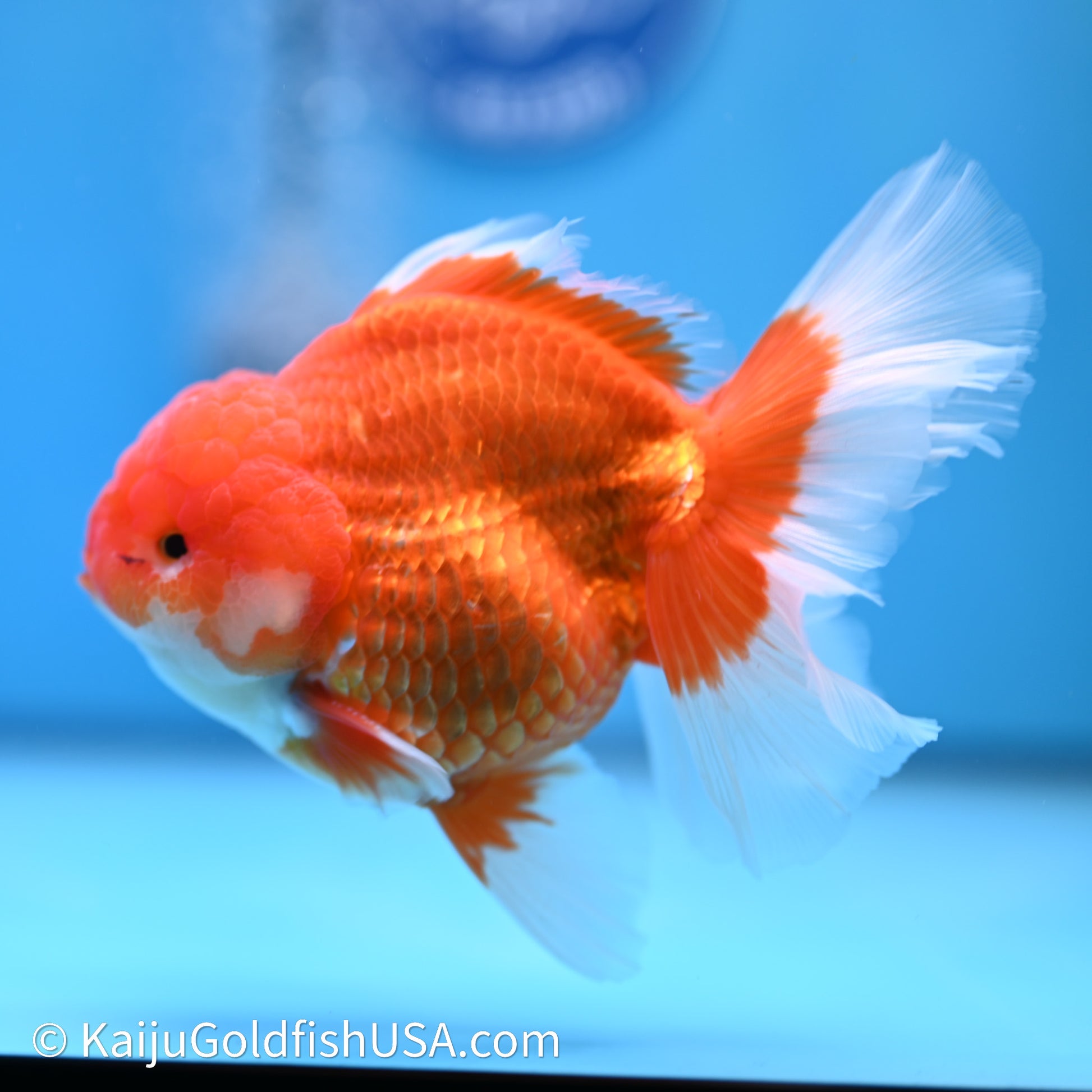 Red White Rose Tail Oranda 4in Body (240621_OR03) - Kaiju Goldfish USA