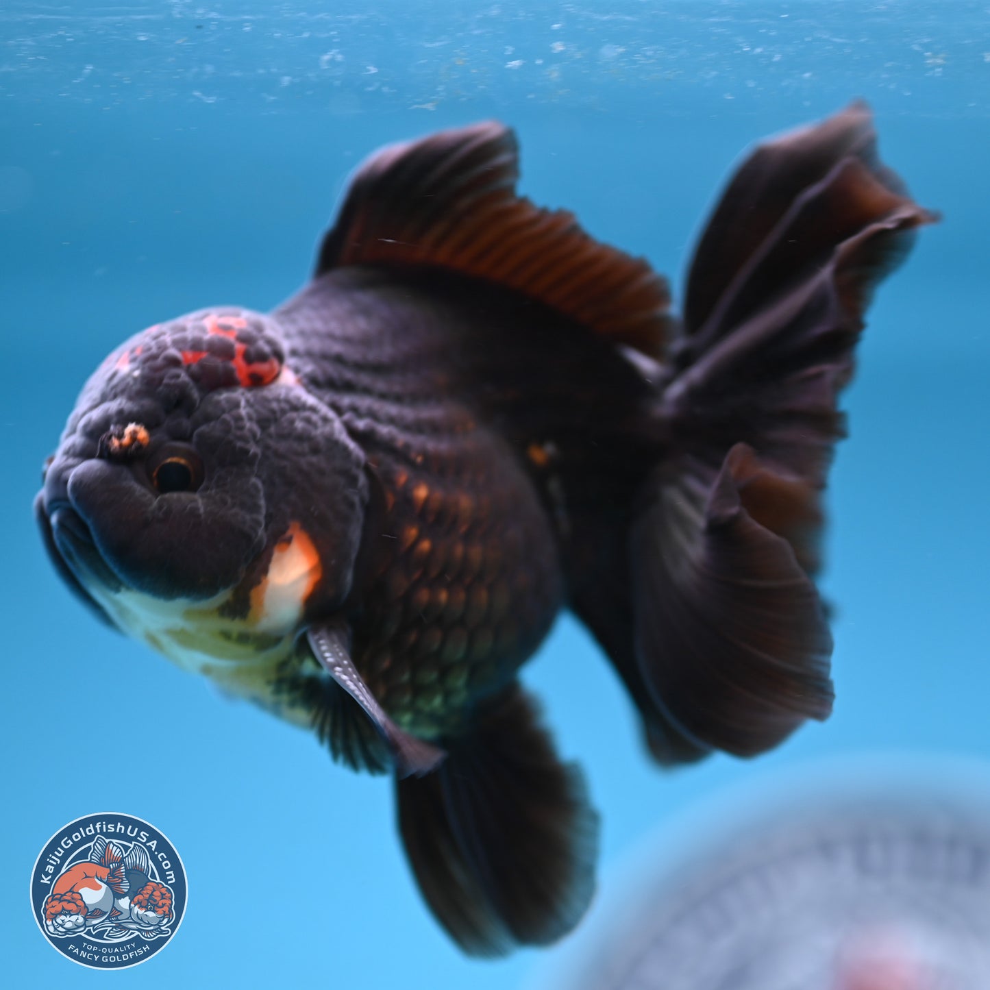 Tricolor Rose Tail Oranda 3.5-4.5 inches (240927_OR3) - Kaiju Goldfish USA