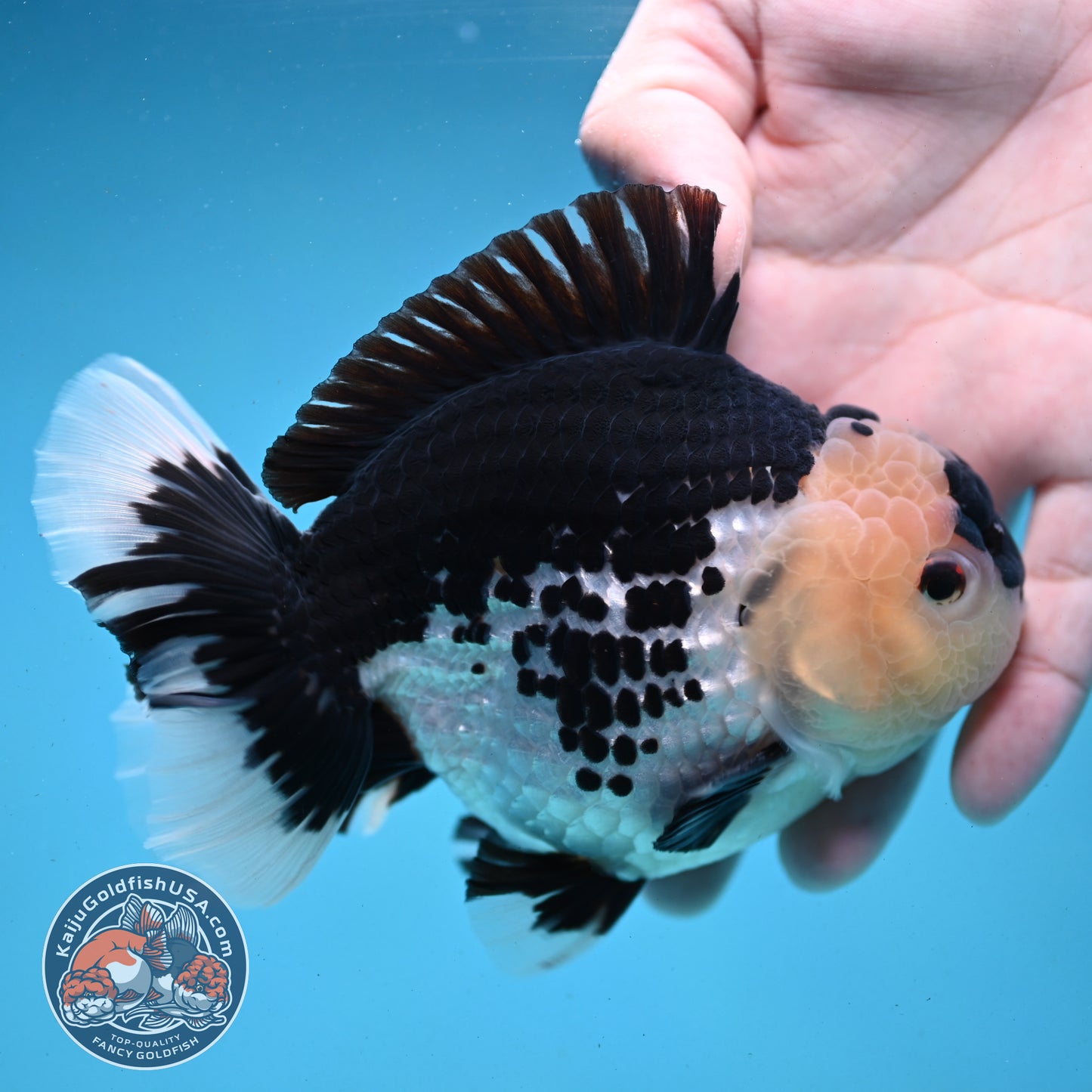 Panda Oranda 4.5 inch Body (250919_OR03)