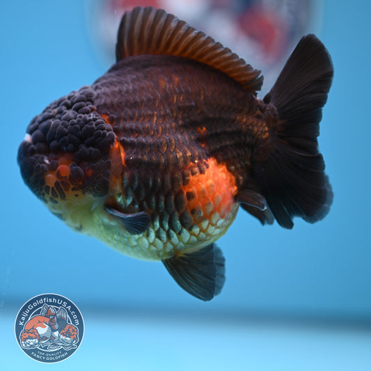 Apache Oranda 4 inches Body (250530_OR03)