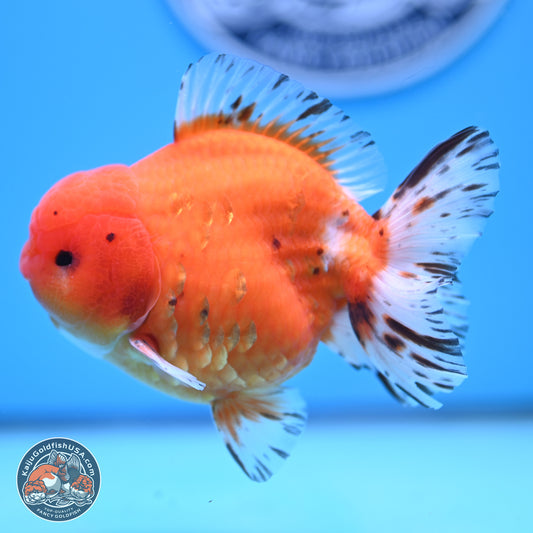 Shogun Tricolor Sakura Oranda 4.5-5 inches (241004_OR03) - Kaiju Goldfish USA