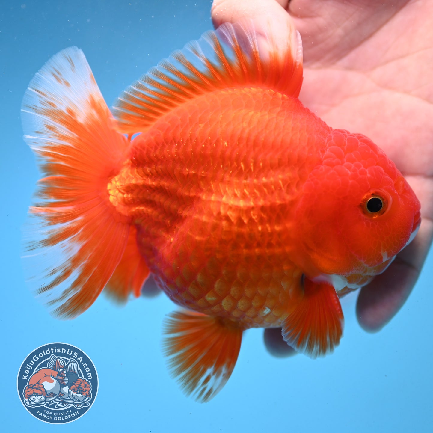 Classic Red YuanBao Oranda 4 inch Body (250926_OR03)