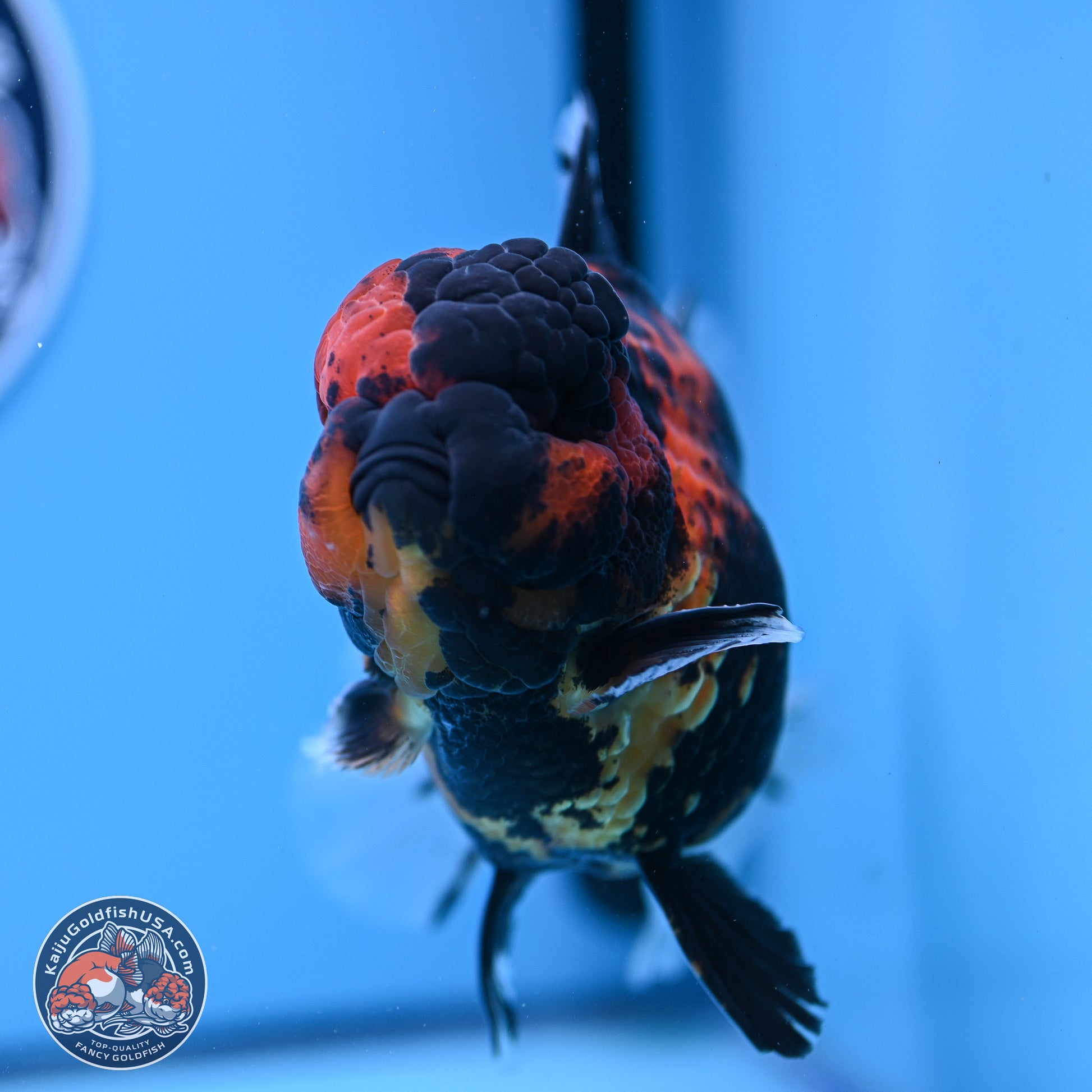 Jumbo Shogun Godzilla Tiger Rose Tail Oranda 5.2in Body (240823_OR3)- Overnight shipping only - Kaiju Goldfish USA