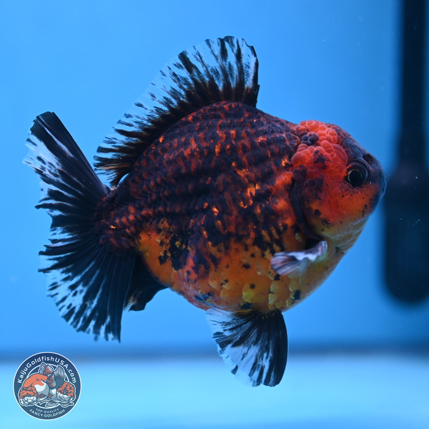 Tiger Broad Tail Oranda 5 inches - Male (241115_OR03) - Kaiju Goldfish USA