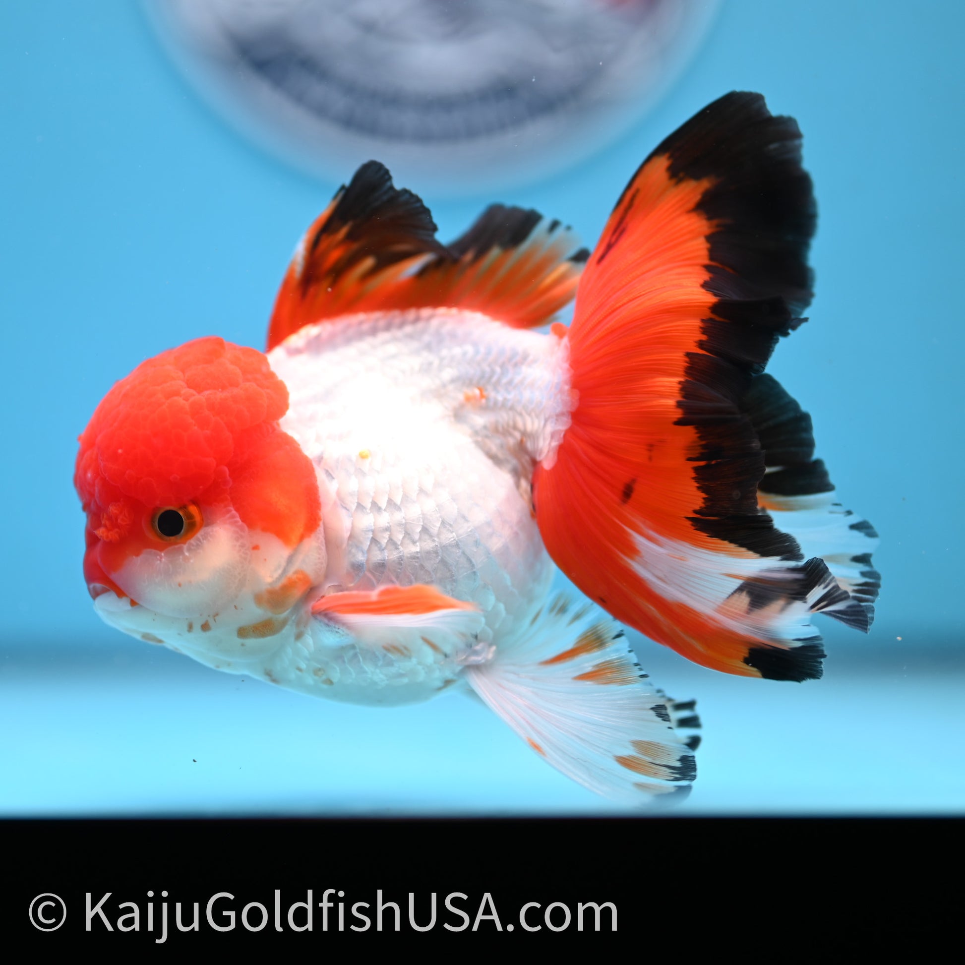 Tricolor Rose Tail Oranda 3.5in body (240726_OR03) - Kaiju Goldfish USA