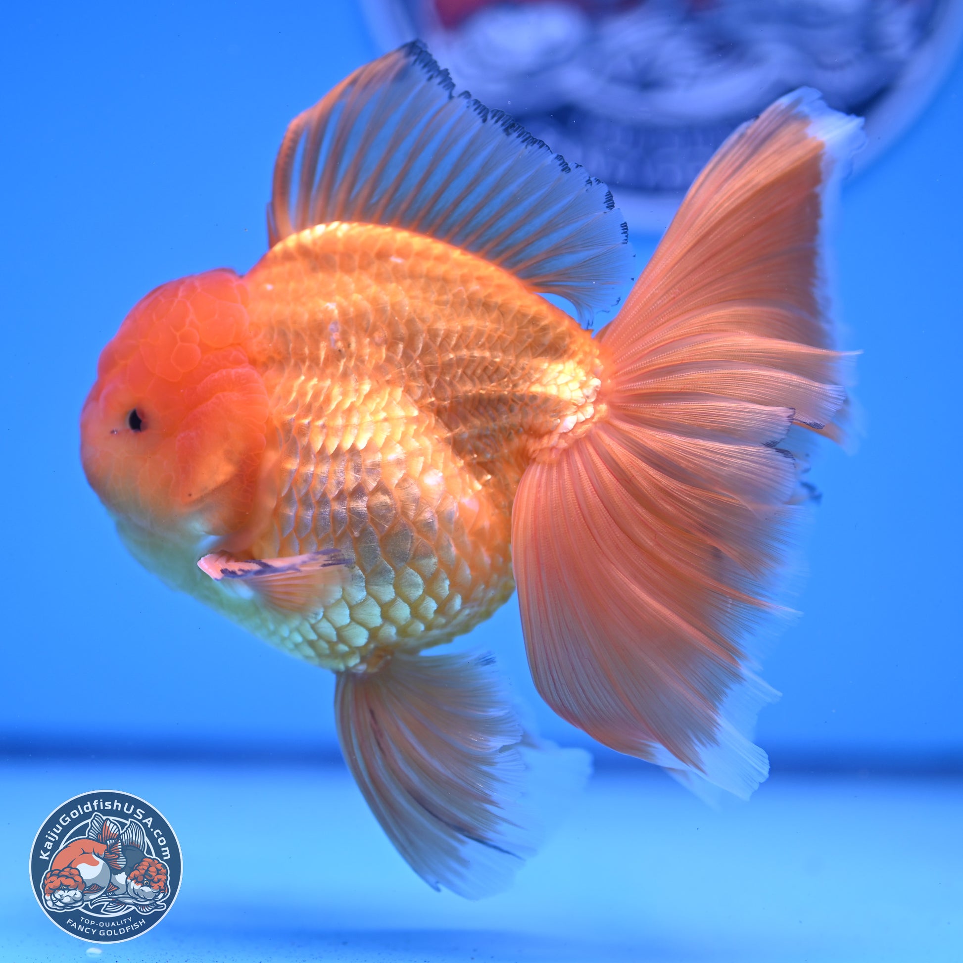 Classic Red Orchid Tail Oranda 4-6 inches (240913_OR03) - Kaiju Goldfish USA