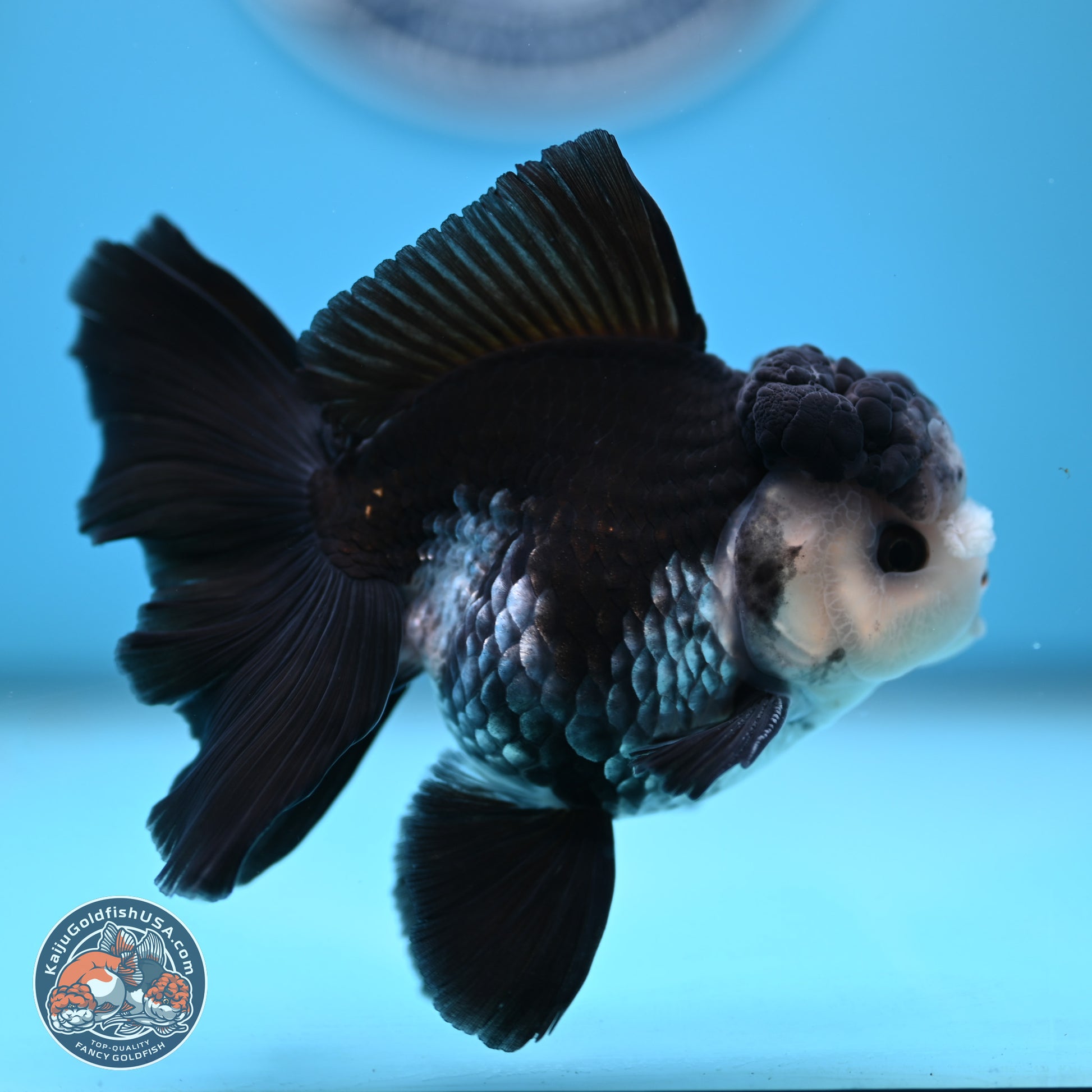 Panda Butterfly Tail Oranda 4.75 inches (241025_OR03) - Kaiju Goldfish USA