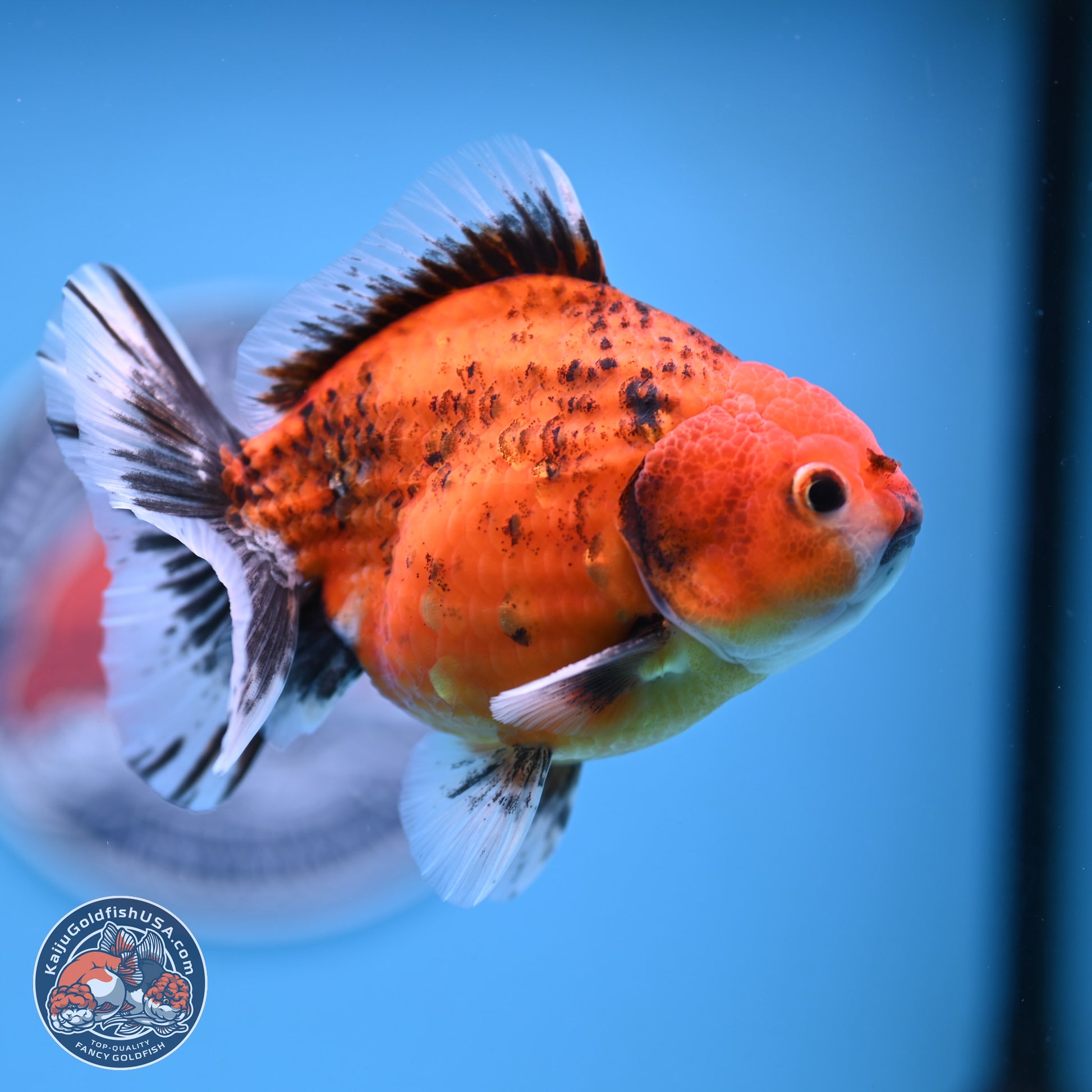 Shogun Tiger Oranda 4-5 in (241011_OR03) - Kaiju Goldfish USA