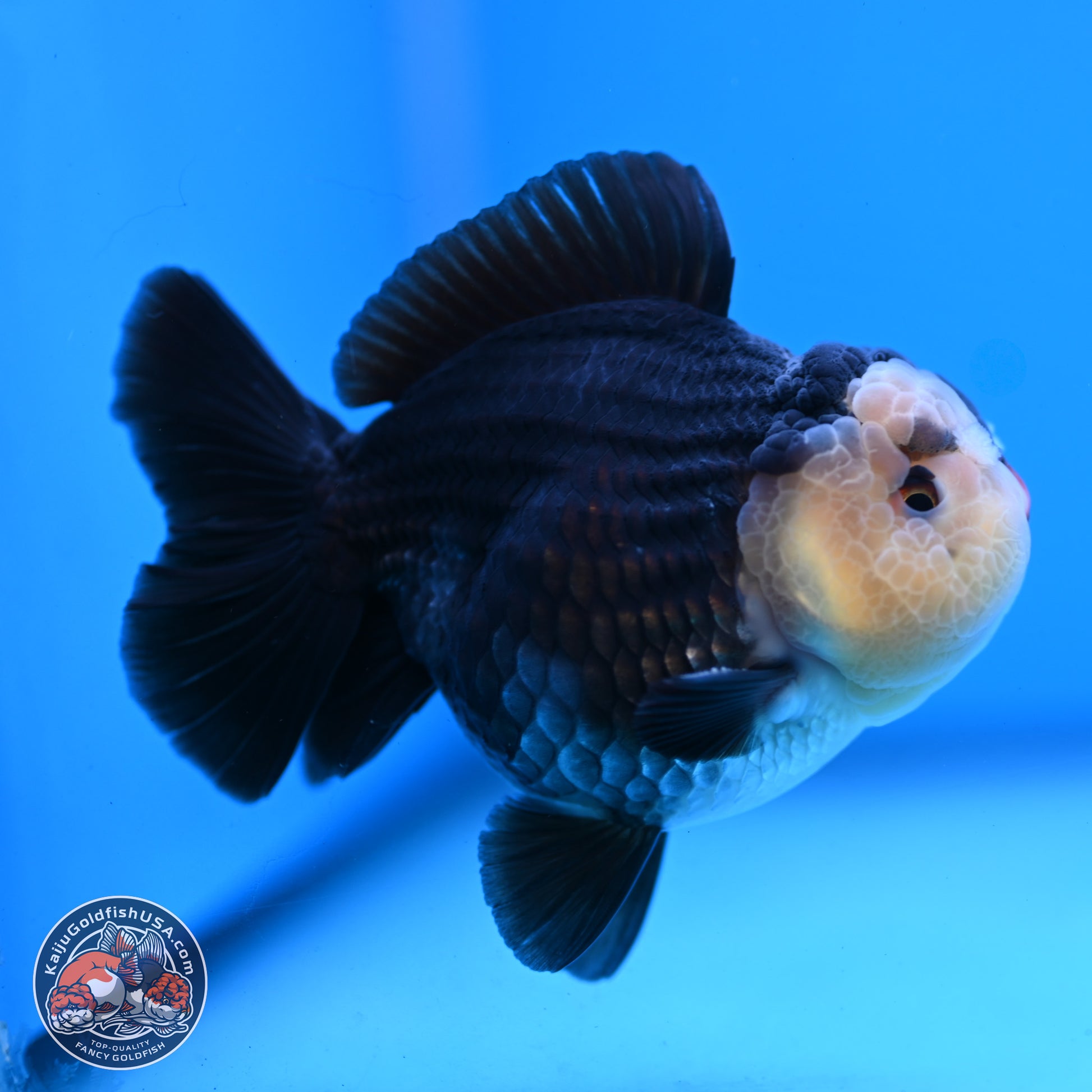 Panda YuanBao Oranda 3.5 inches Body - Male (250103_OR03) - Kaiju Goldfish USA