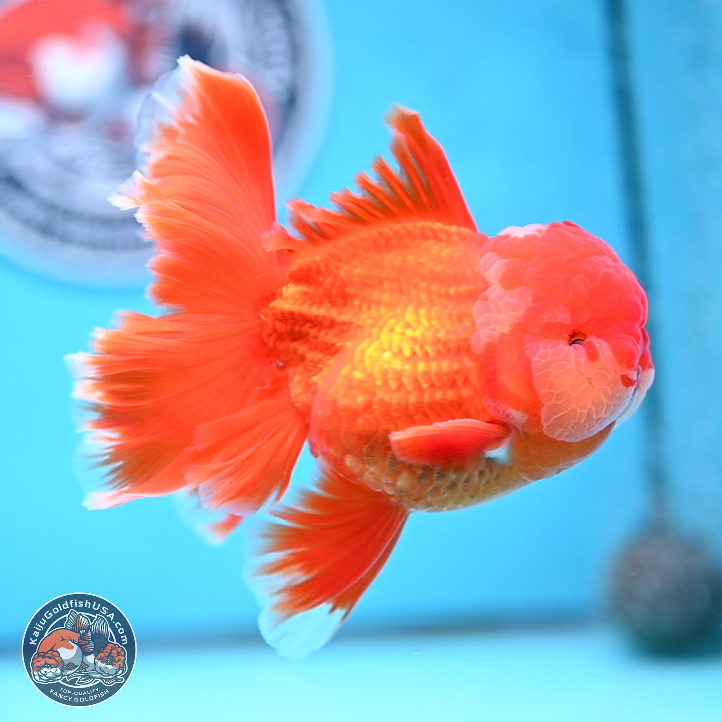 Red White Orchid Tail Oranda 4 inches Body - Male (250314_OR03)