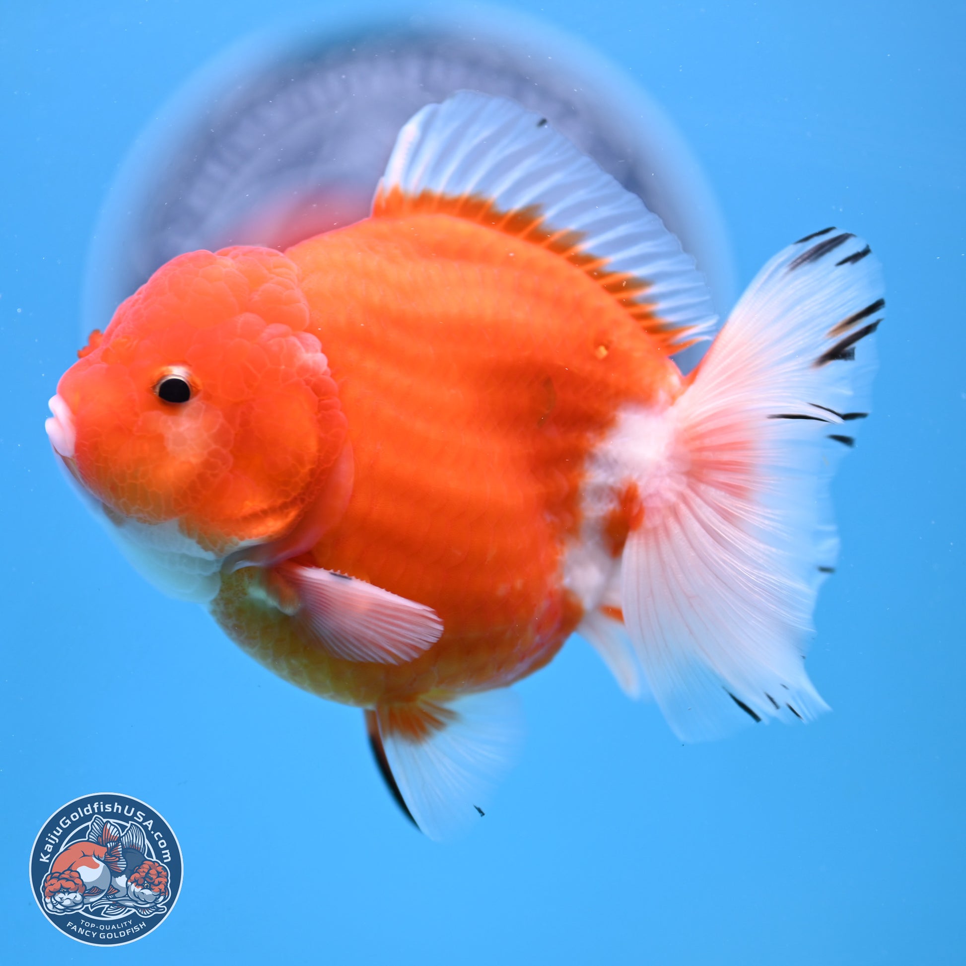 Shogun Sakura YuanBao Oranda 3.75in Body (240802_OR03) - Kaiju Goldfish USA