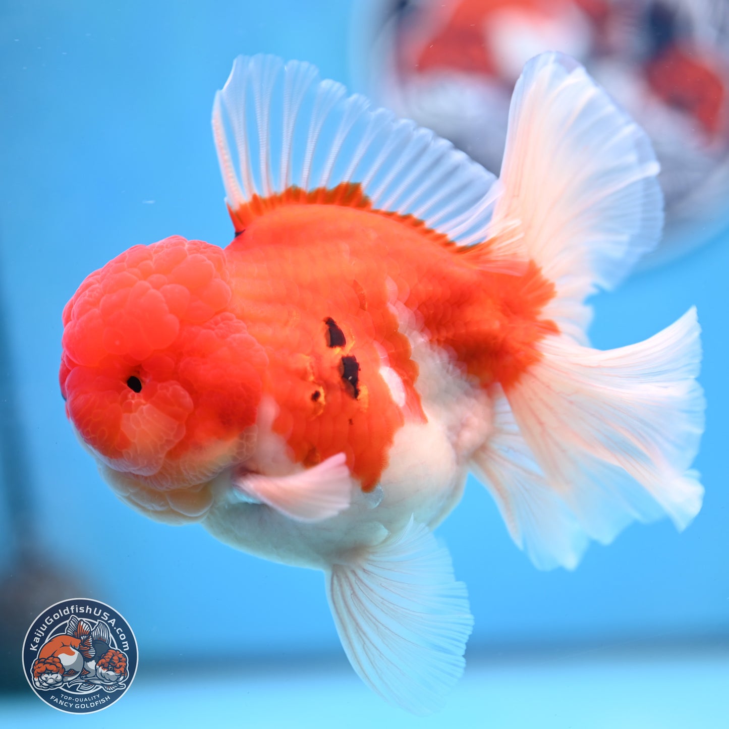 Tricolor Sakura Rose Tail Oranda 3.5 inches Body - Male (250228_OR03)
