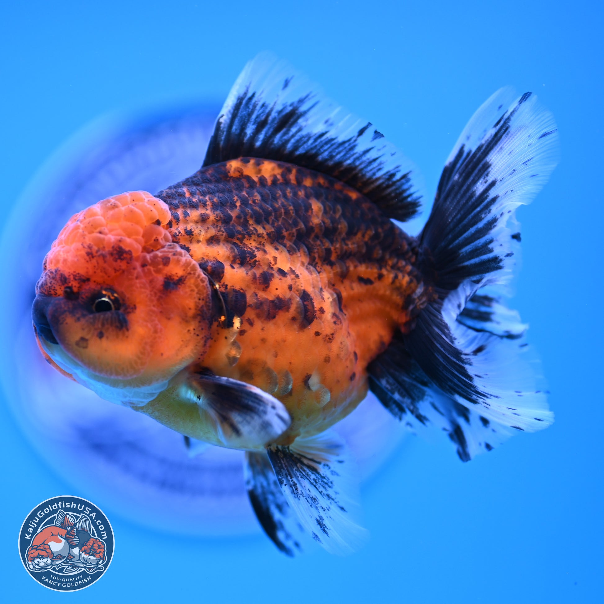 Shogun Tiger Rose Tail Oranda 3.5in Body (240816_OR03) - Kaiju Goldfish USA