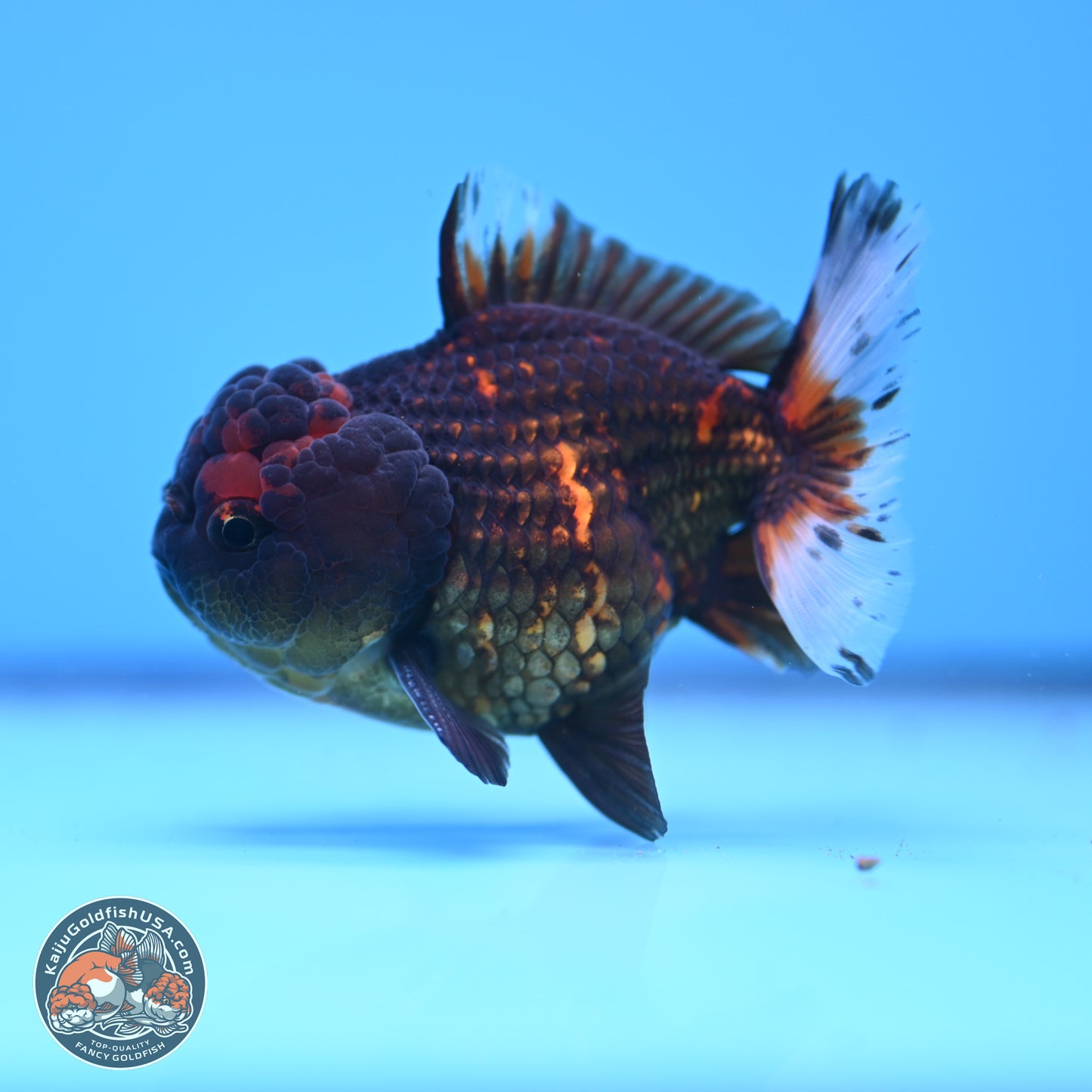 Heavy Ink Tiger YuanBao Oranda 3in Body (240830_OR03) - Kaiju Goldfish USA