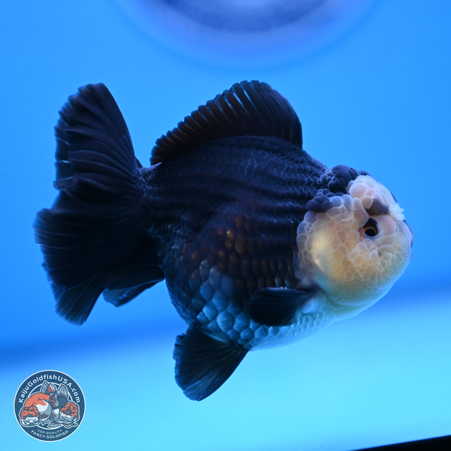 Panda YuanBao Oranda 3.5 inches Body - Male (250103_OR03) - Kaiju Goldfish USA