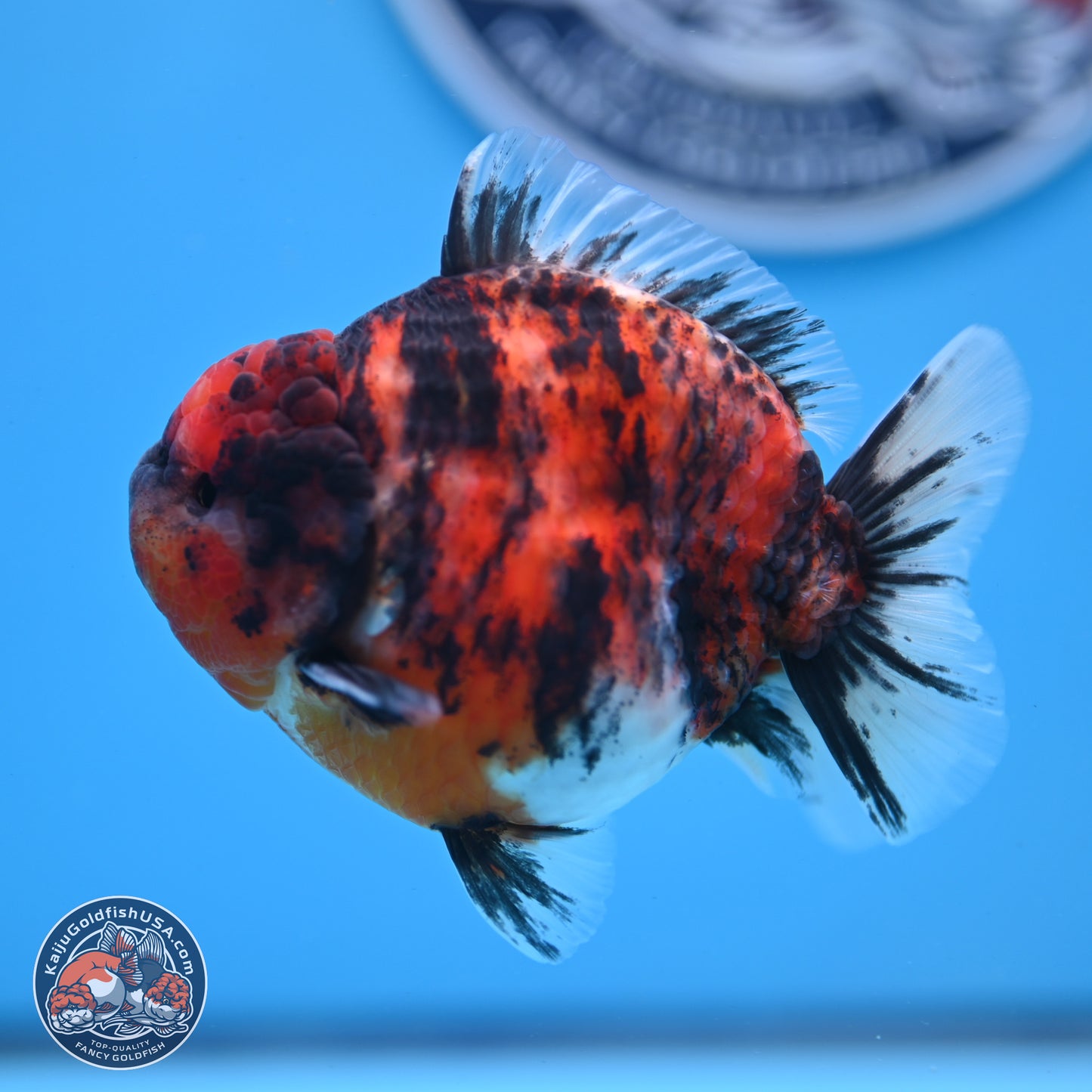 Tricolor Tiger YuanBao Oranda 3.5 inches Body - Male (250307_OR03)
