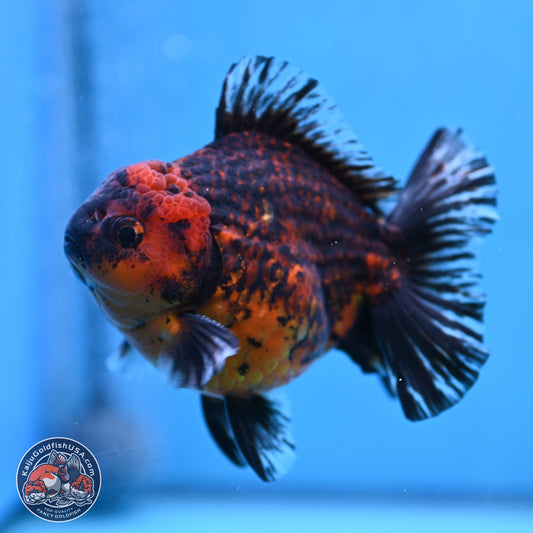 Tiger Broad Tail Oranda 5 inches - Male (241115_OR03) - Kaiju Goldfish USA