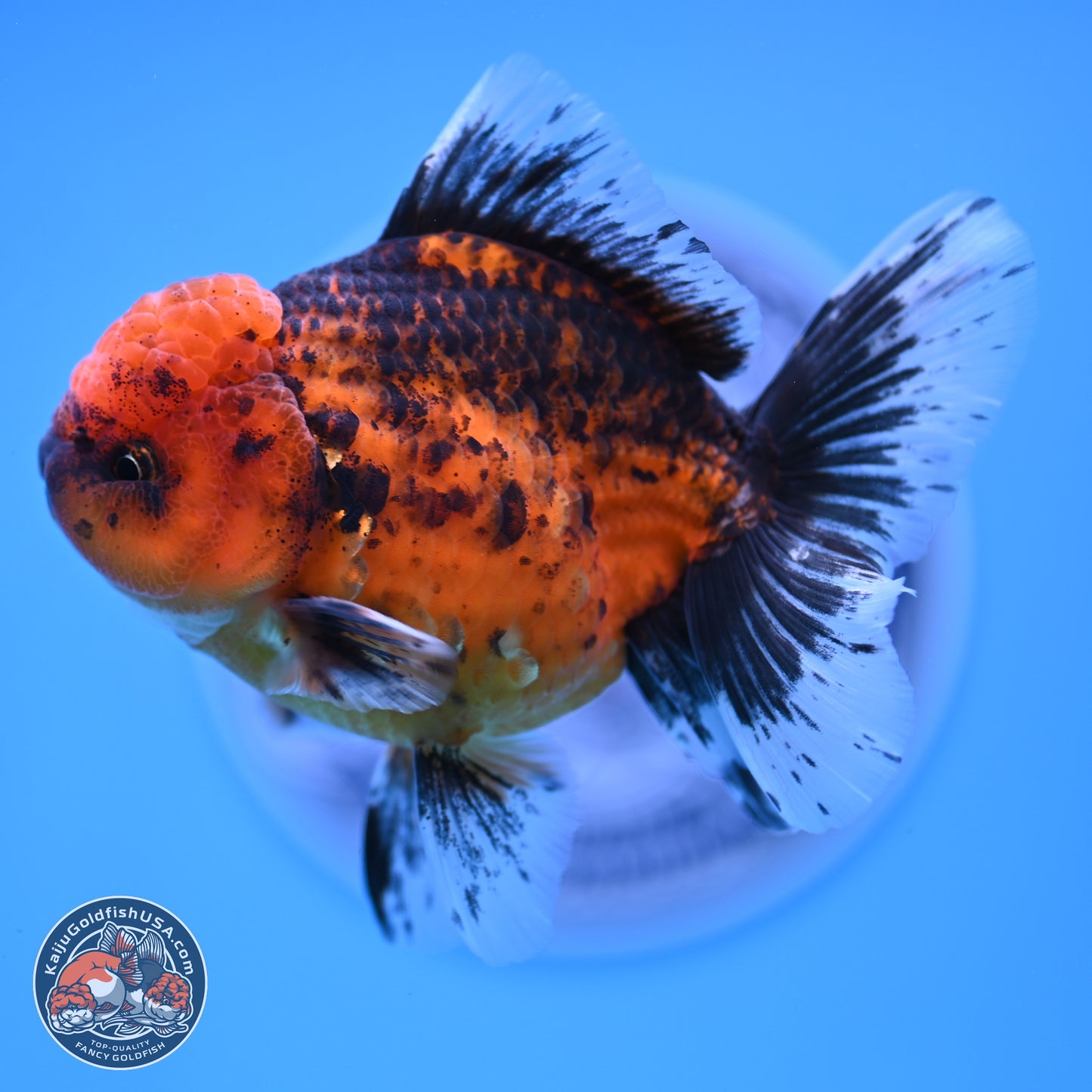 Shogun Tiger Rose Tail Oranda 3.5in Body (240816_OR03) - Kaiju Goldfish USA