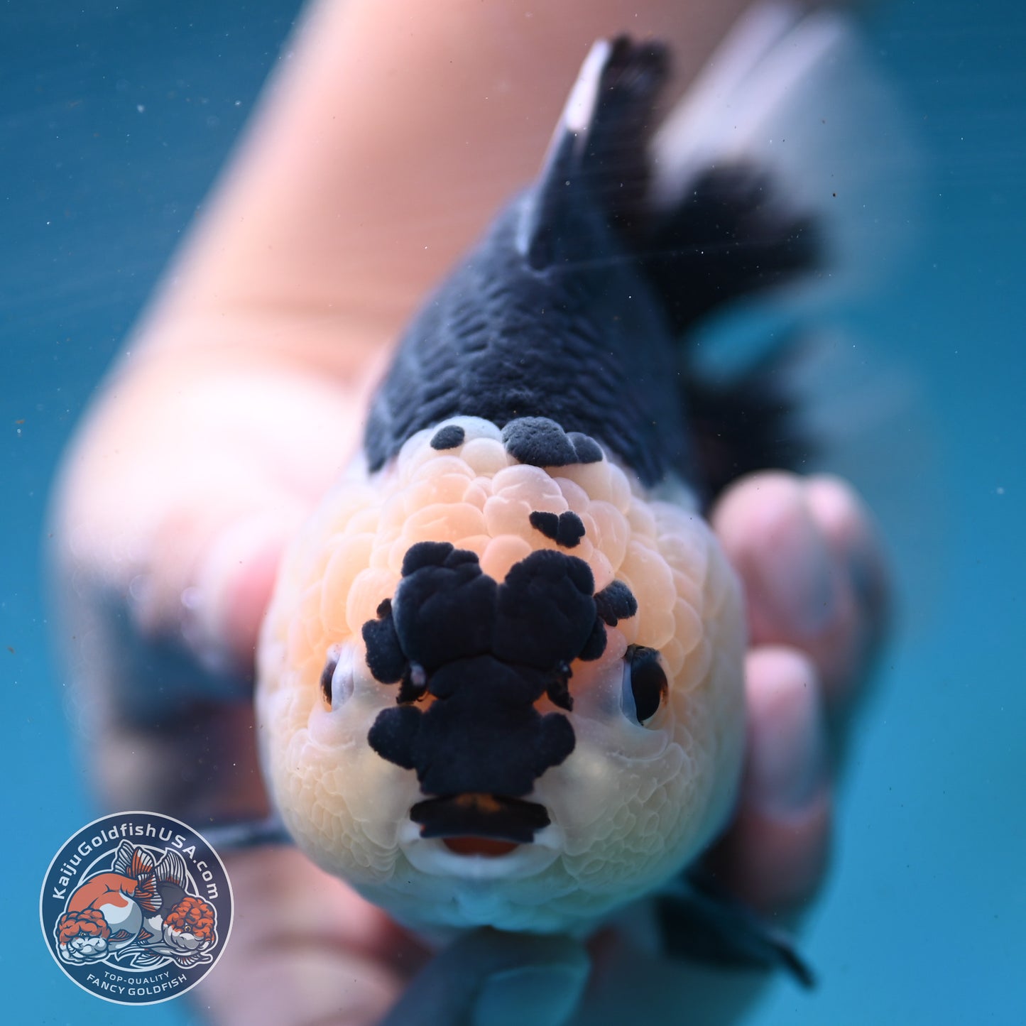 Panda Oranda 4.5 inch Body (250919_OR03)