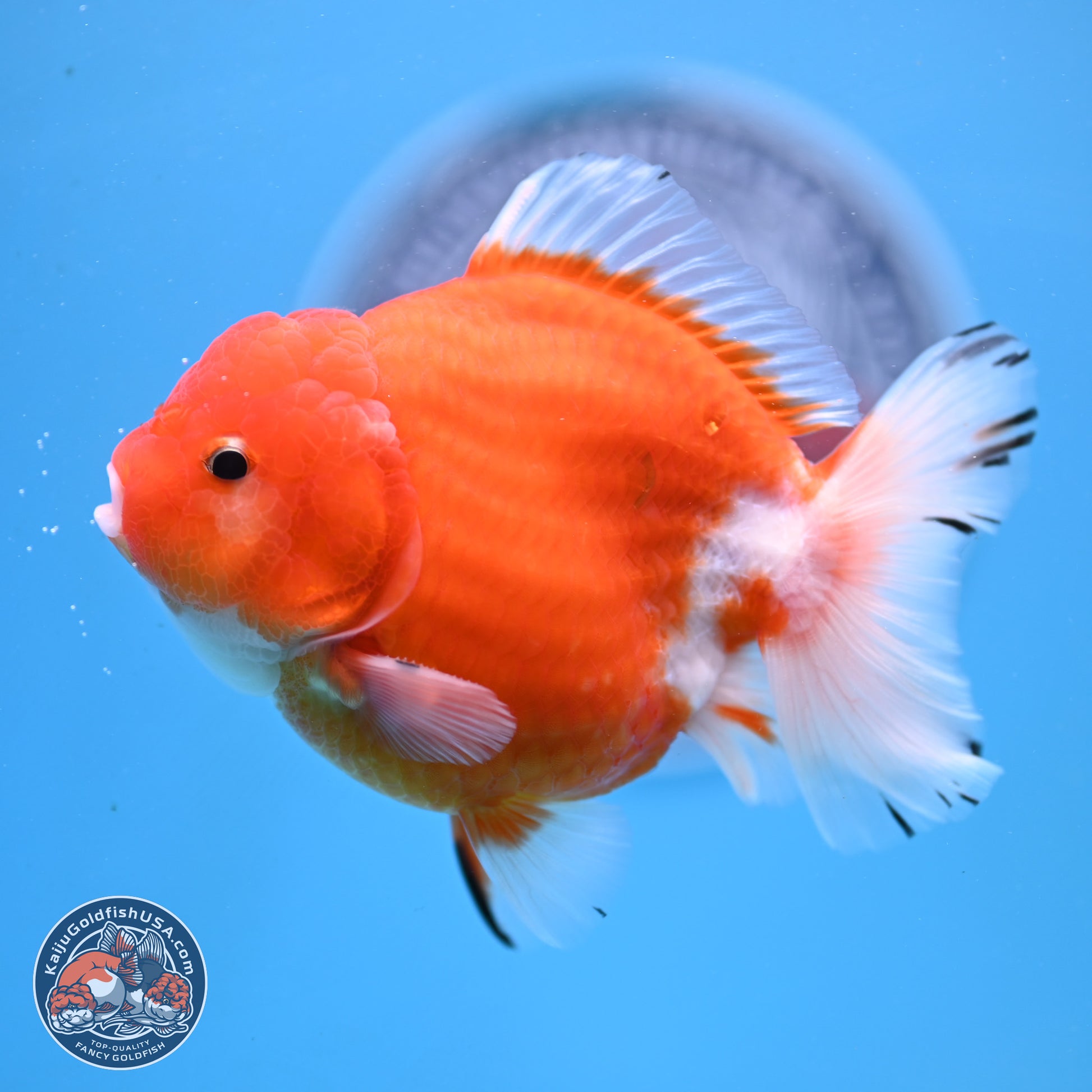 Shogun Sakura YuanBao Oranda 3.75in Body (240802_OR03) - Kaiju Goldfish USA